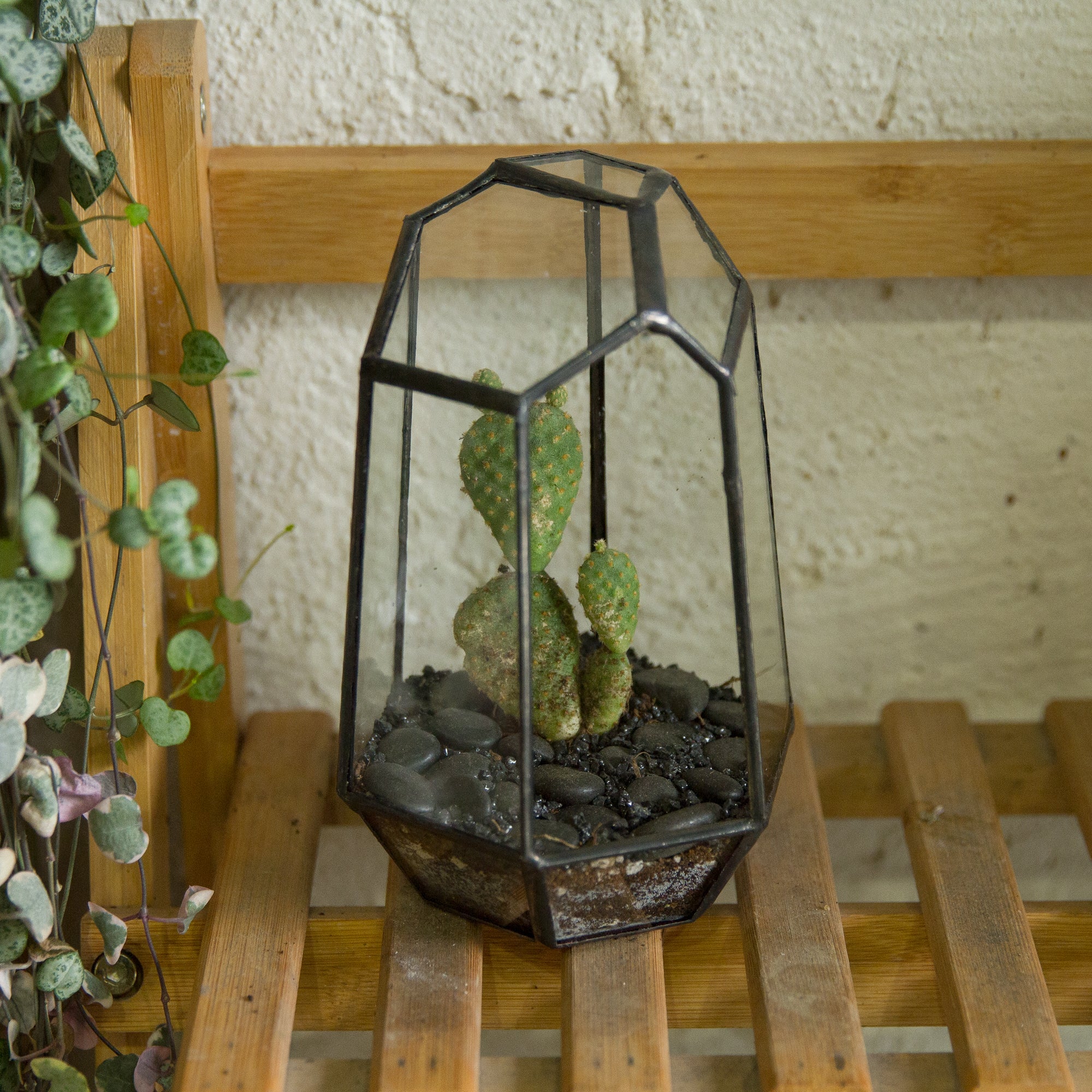 Handmade Irregular Tall Black Glass Geometric Terrarium for Succulents Moss Airplants - small PG01A1 - NCYPgarden