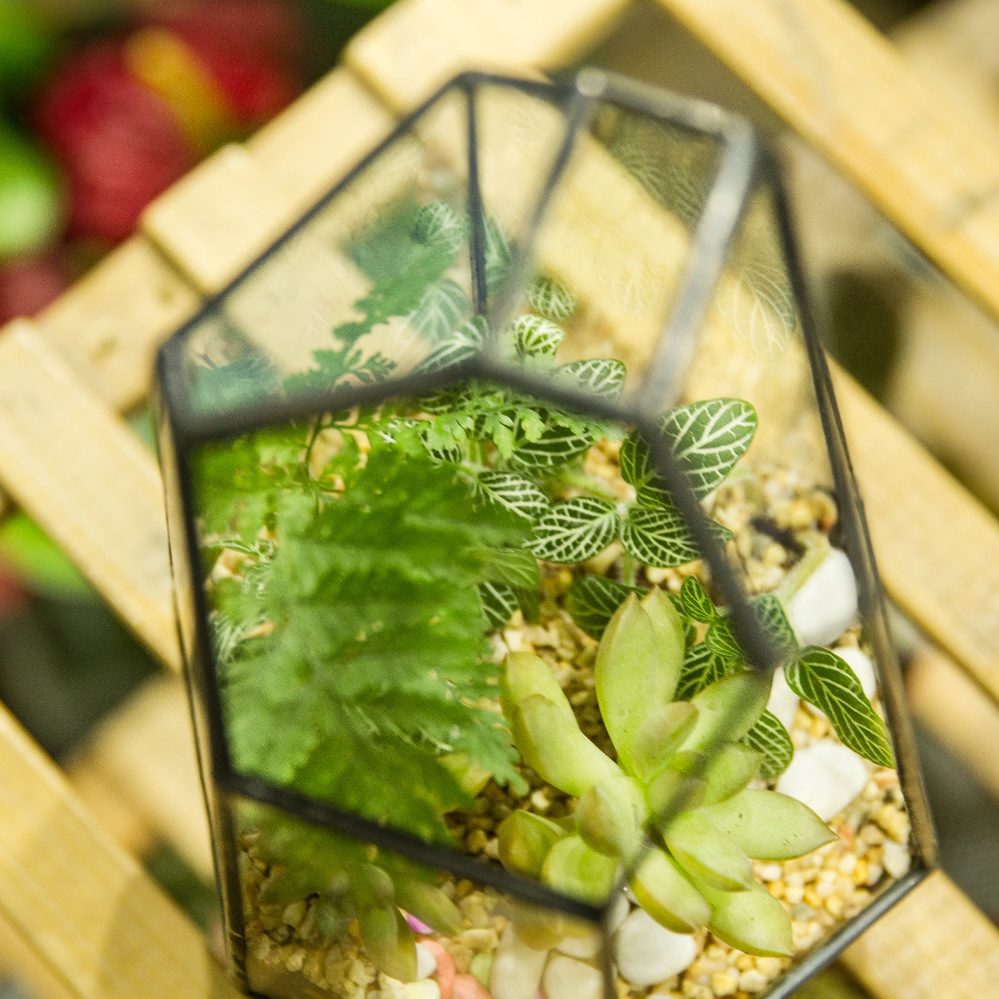 Handmade Irregular Tall Black Glass Geometric Terrarium for Succulents Moss Airplants - Medium PG01A2 - NCYPgarden