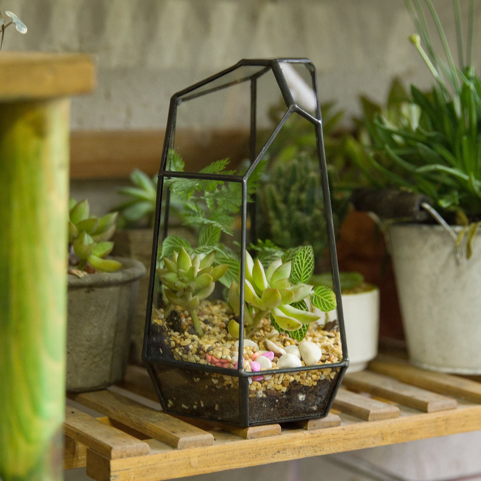 Handmade Irregular Tall Black Glass Geometric Terrarium for Succulents Moss Airplants - Medium PG01A2 - NCYPgarden