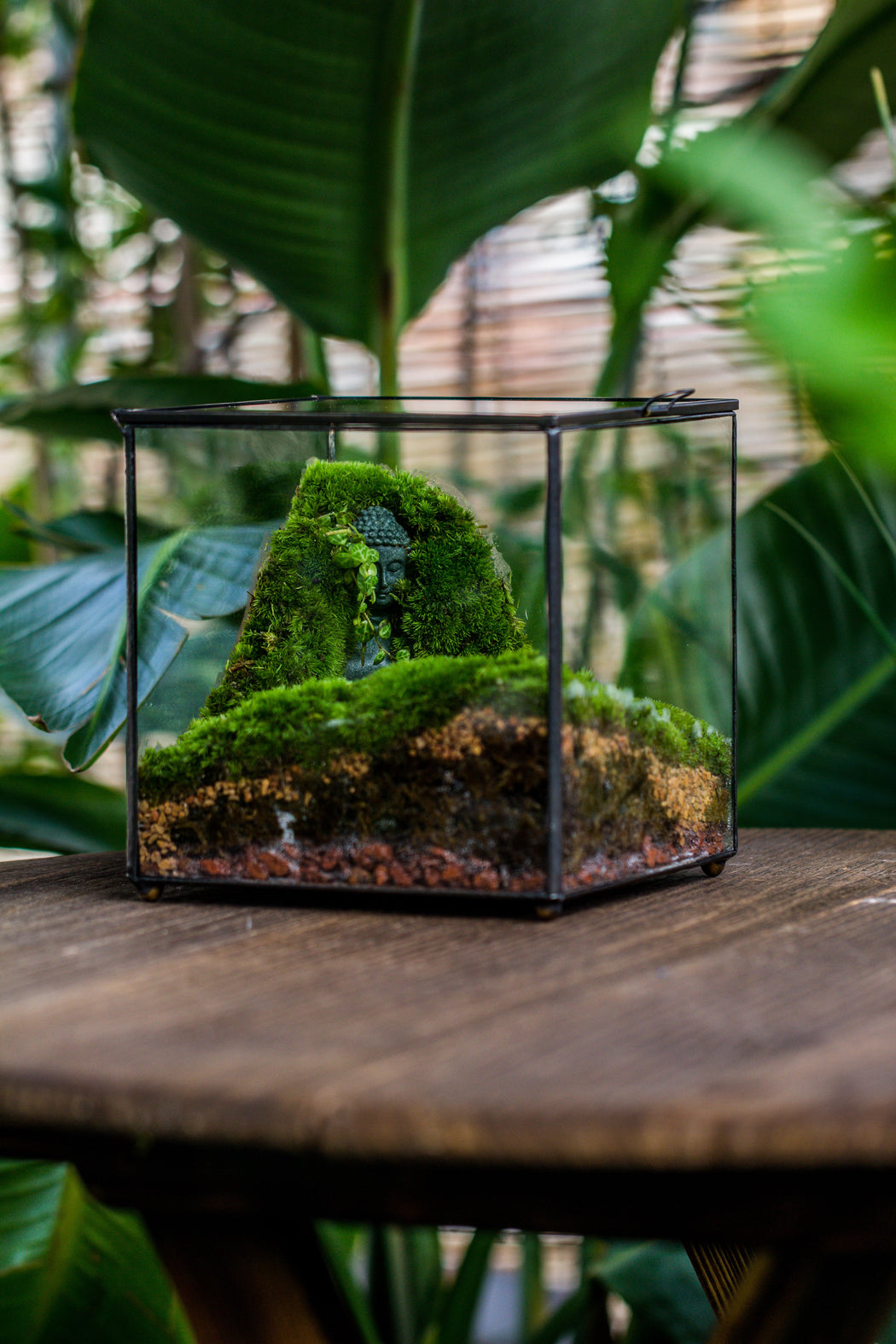 Buddha Moss Terrarium DIY set Glass Terrarium with Door, Tin Sealed Cube 5.9 inches - NCYPgarden