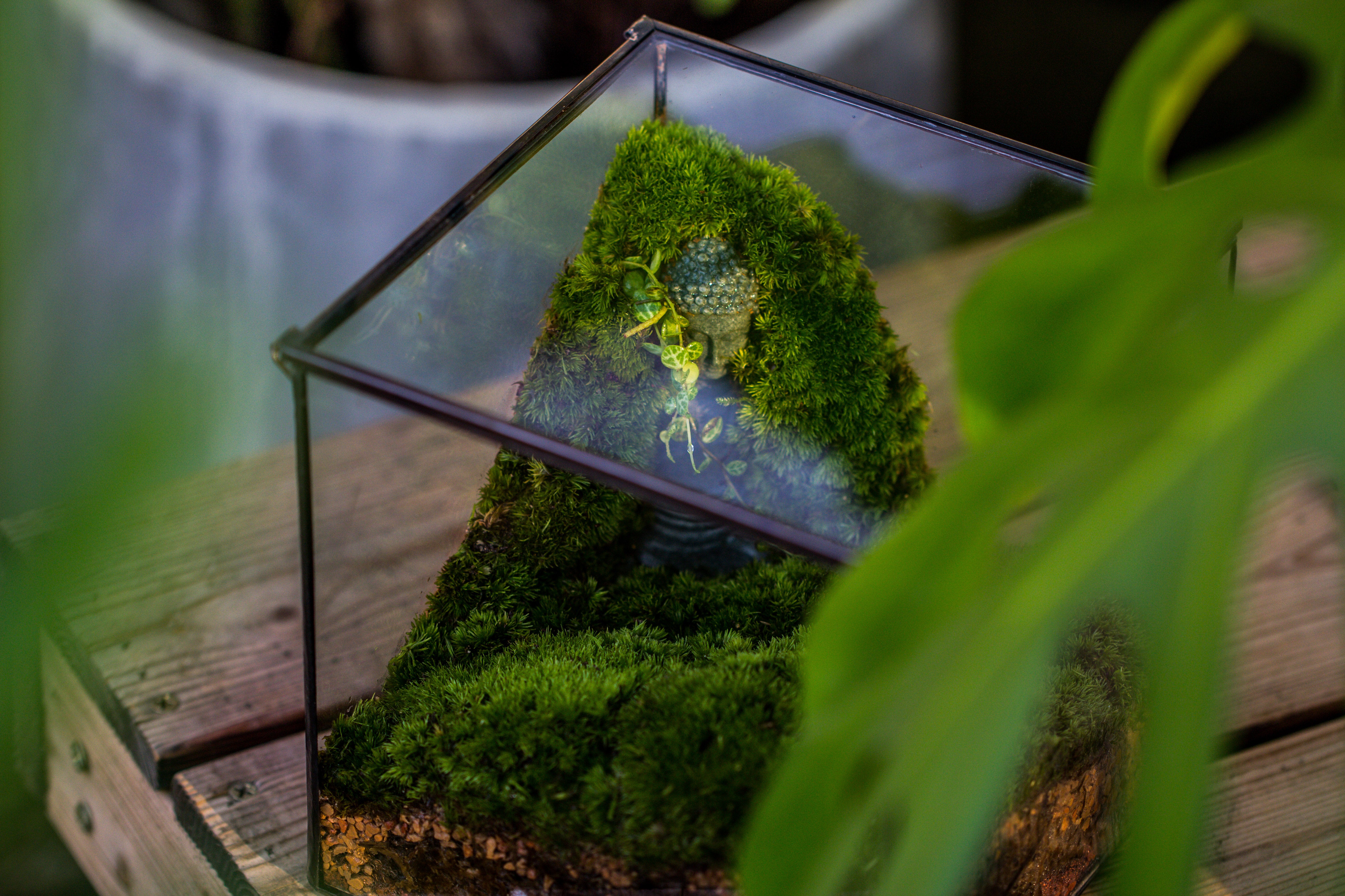 NCYP Close Geometric Glass Terrarium with Door, Tin Sealed Cube 5.9 inches Planter Succulent Cacti Fern Flower Pot - NCYPgarden