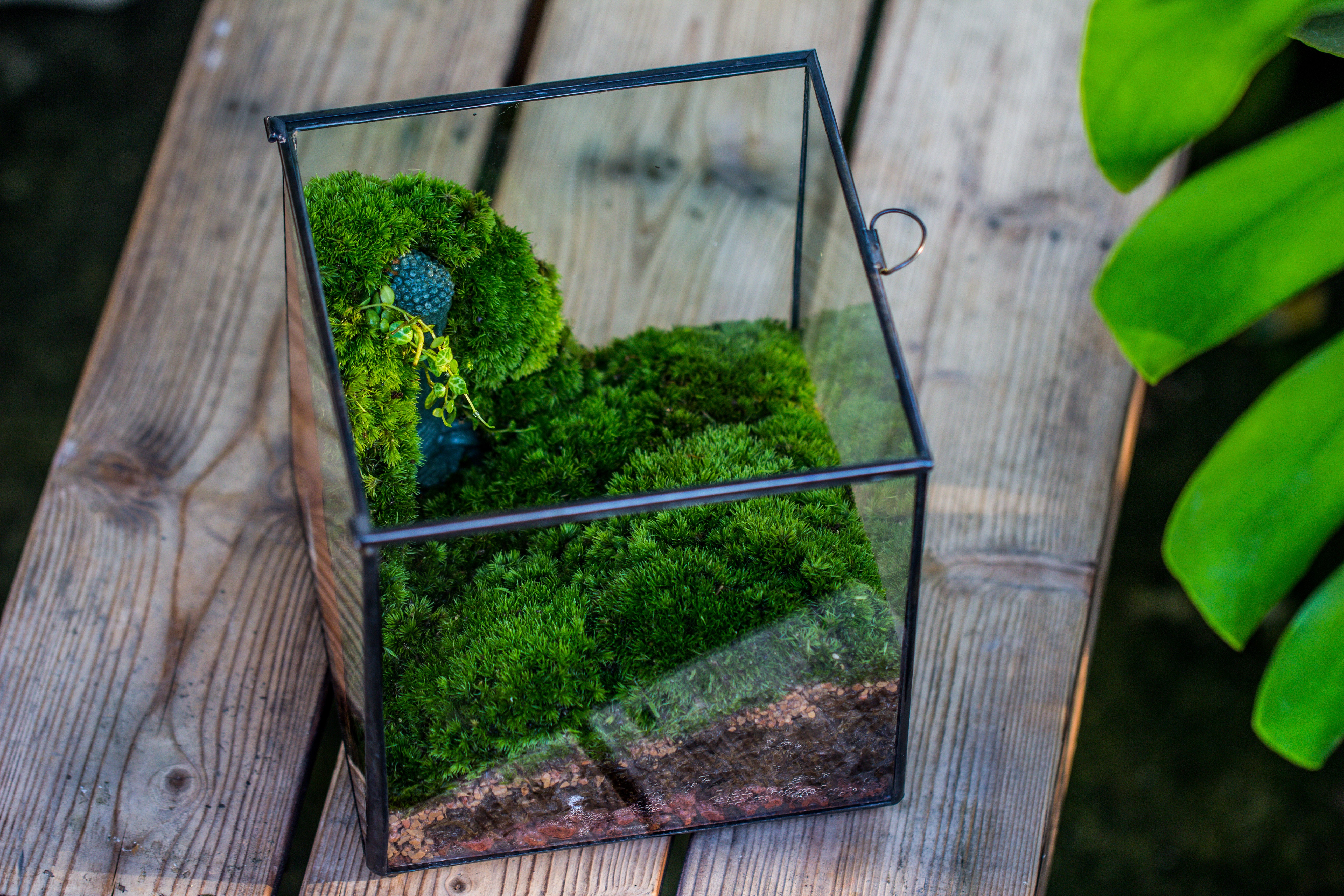 NCYP Close Geometric Glass Terrarium with Door, Tin Sealed Cube 5.9 inches Planter Succulent Cacti Fern Flower Pot - NCYPgarden