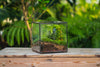 Buddha Moss Terrarium DIY set Glass Terrarium with Door, Tin Sealed Cube 5.9 inches - NCYPgarden