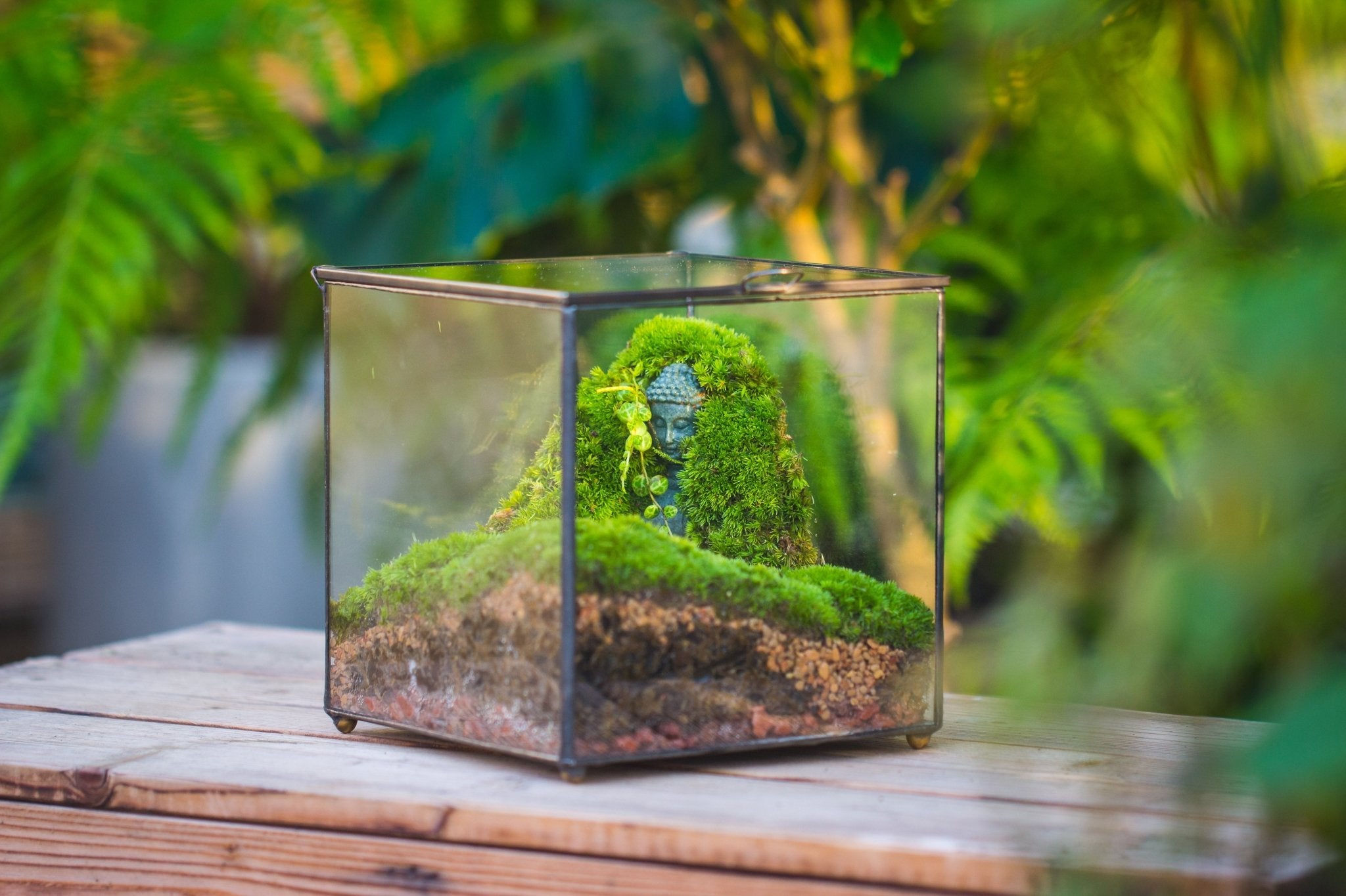 Basic Terrarium Buddha Moss Terrarium DIY Set | NCYP Garden – NCYPgarden