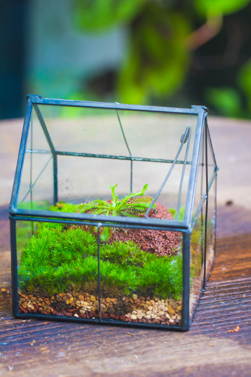 Handmade glass and tin close mini house shape close terrarium for moss, succulents, Drosera - NCYPgarden