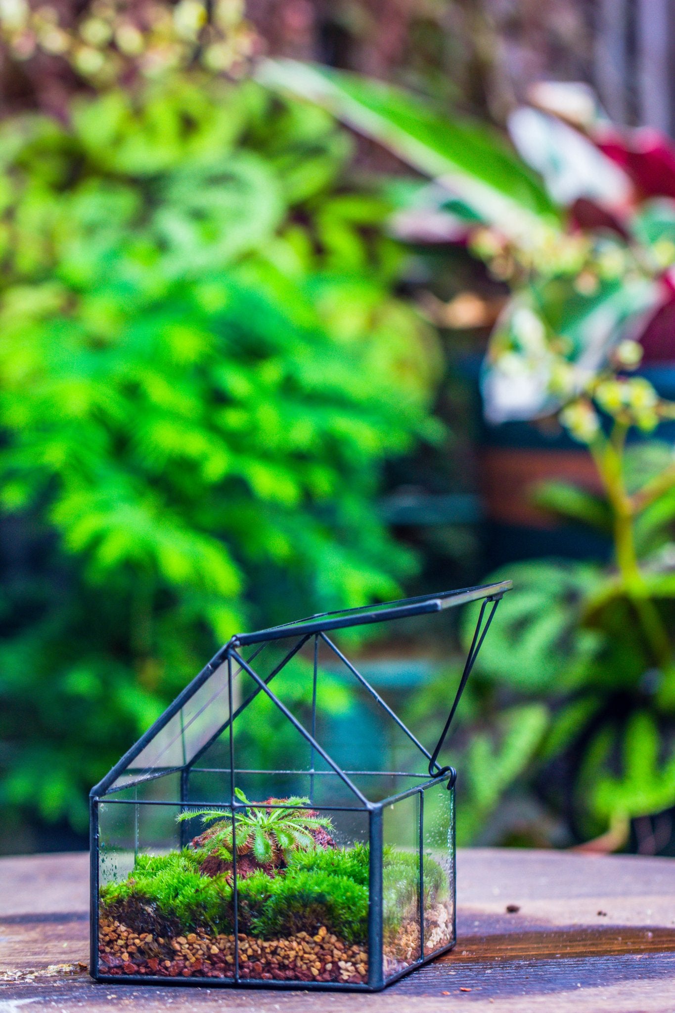 Handmade glass and tin close mini house shape close terrarium for moss, succulents, Drosera PH01F1 - NCYPgarden
