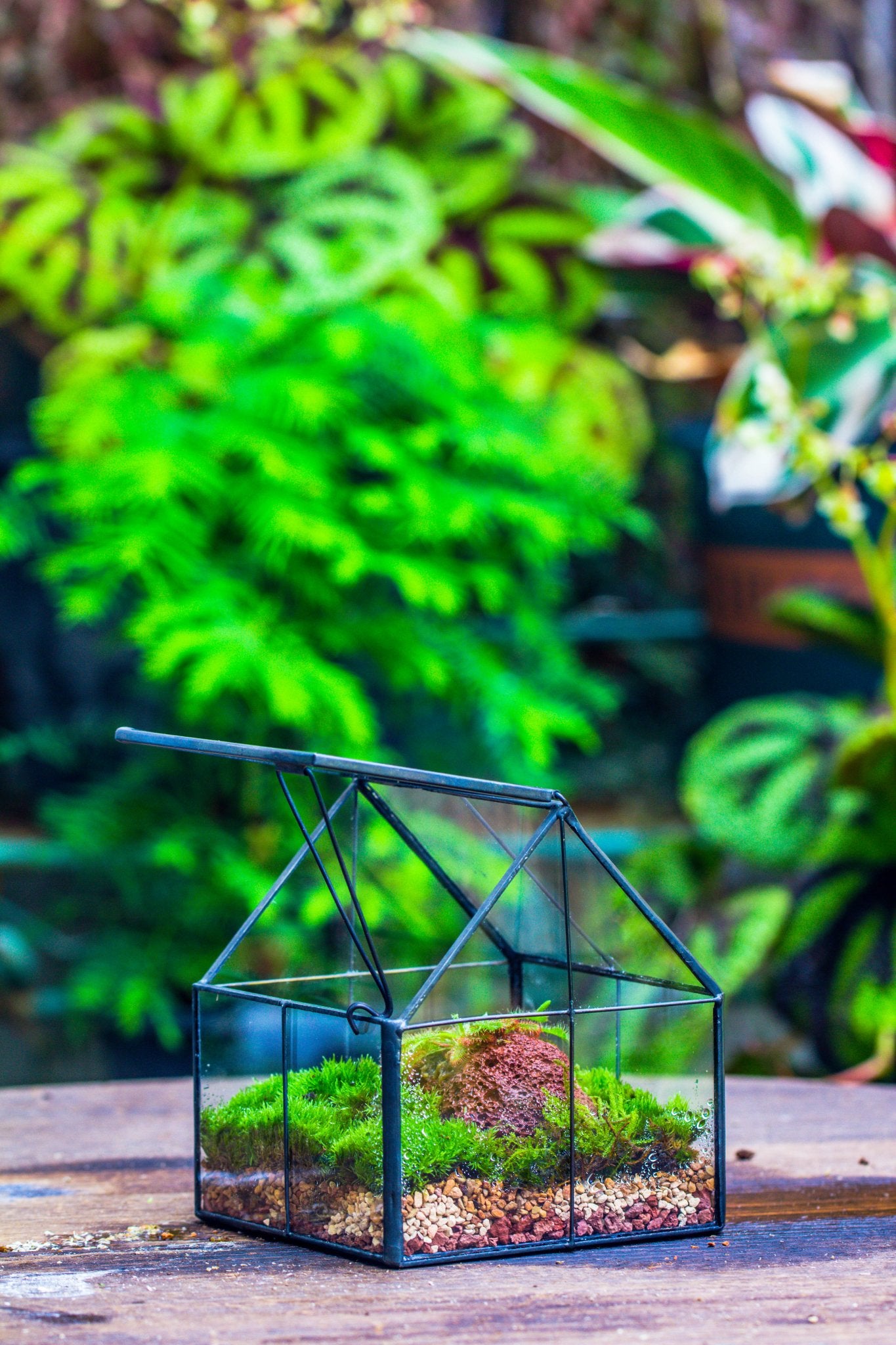 small plant house Glass Terrarium for Moss, Succulents, and Ferns – NCYPgarden