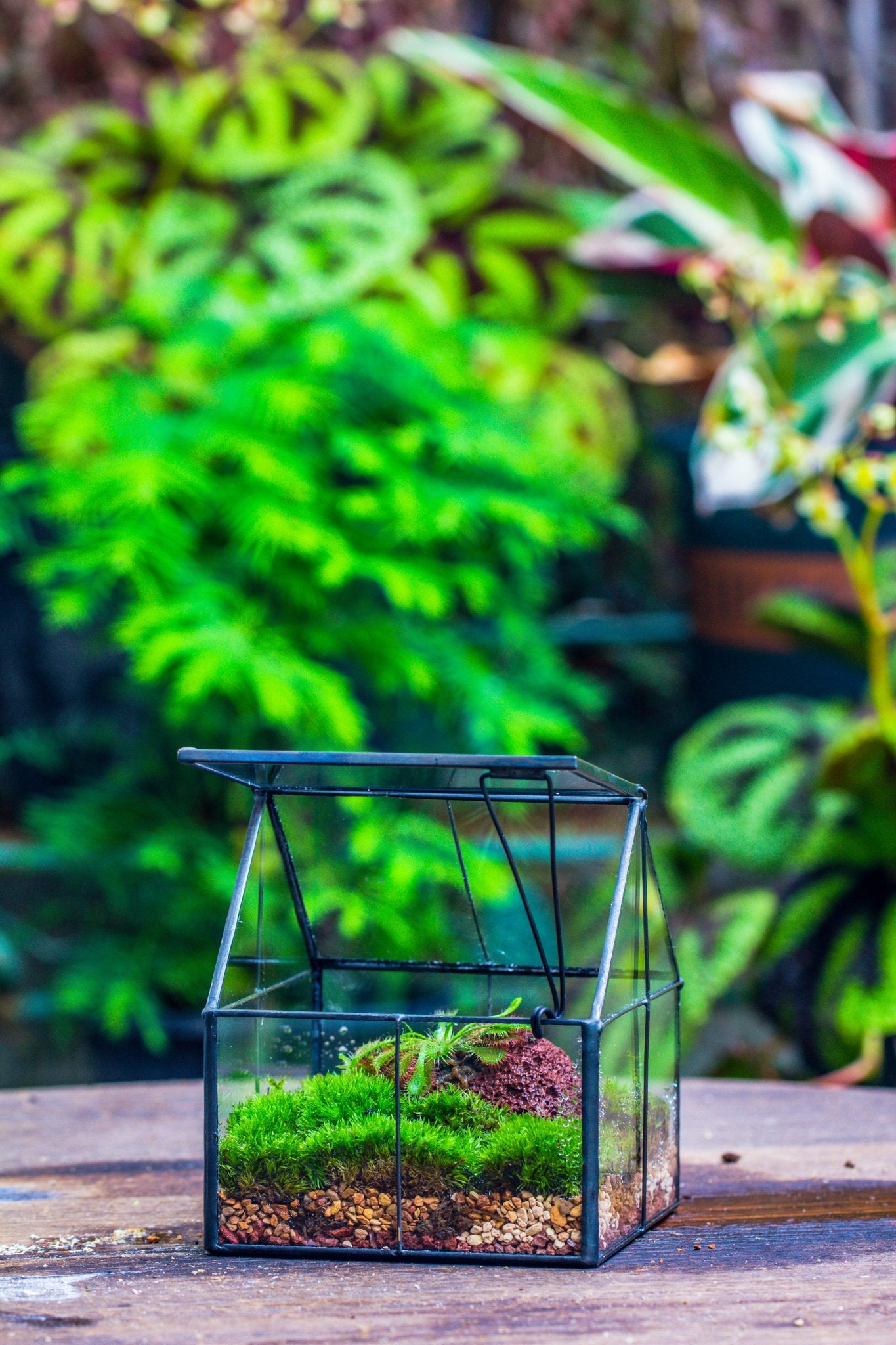 glass house foir plants Glass Terrarium for Moss, Succulents, and Ferns – NCYPgarden