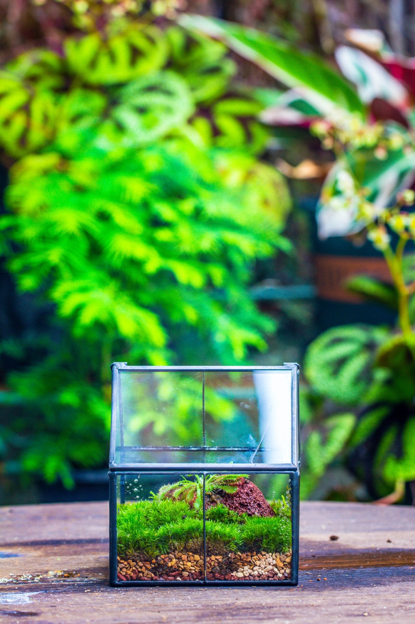 Handmade glass and tin close mini house shape close terrarium for moss, succulents, Drosera PH01F1 - NCYPgarden