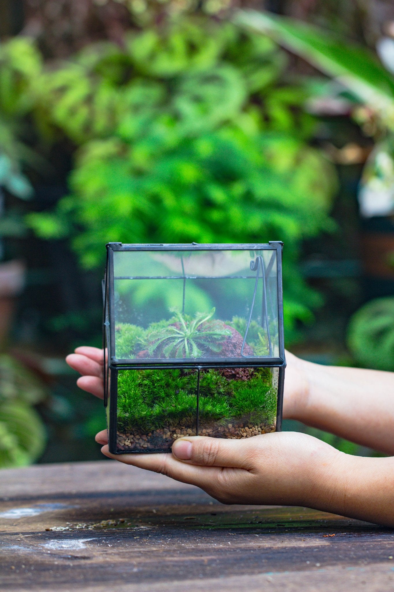 mini terrarium plants Glass Terrarium for Moss, Succulents, and Ferns – NCYPgarden