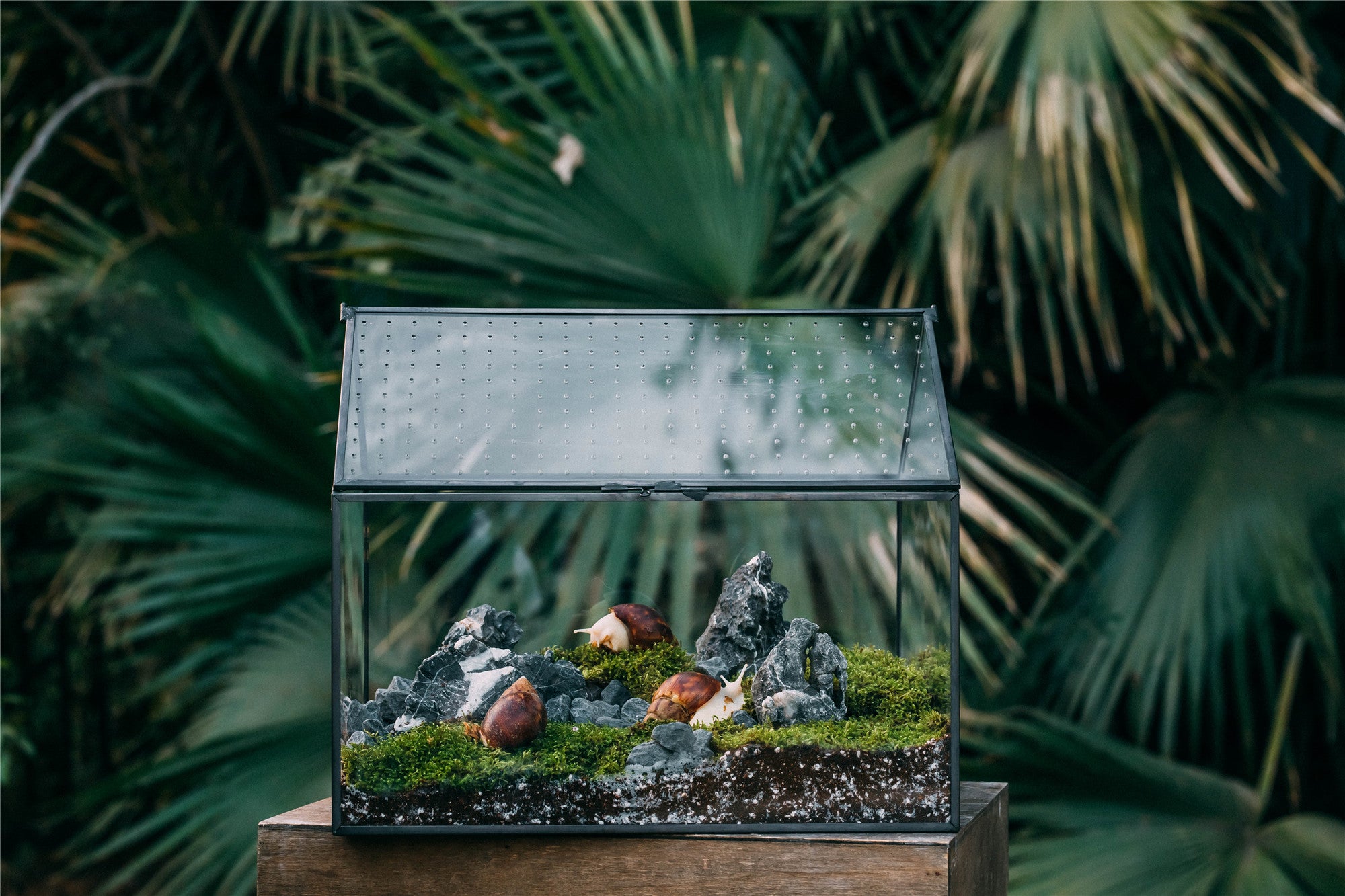 NCYP Handmade Large House Shape Tabletop, with Acrylic Mesh Vent, Swing Lid Latch Geometric Glass Terrarium Box for Snail PH04G3 - NCYPgarden
