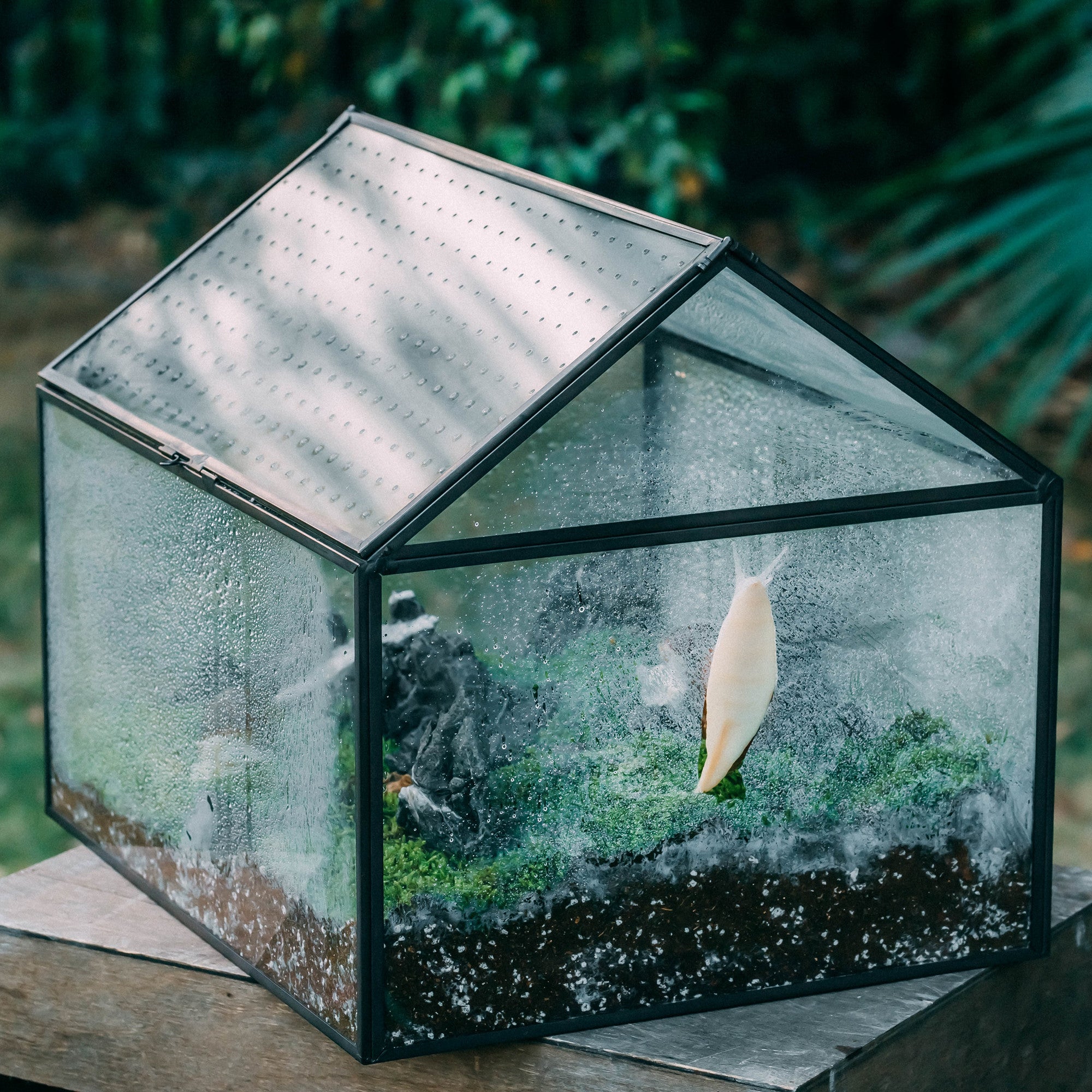 NCYP Handmade Large House Shape Tabletop, with Acrylic Mesh Vent, Swing Lid Latch Geometric Glass Terrarium Box for Snail PH04G3 - NCYPgarden