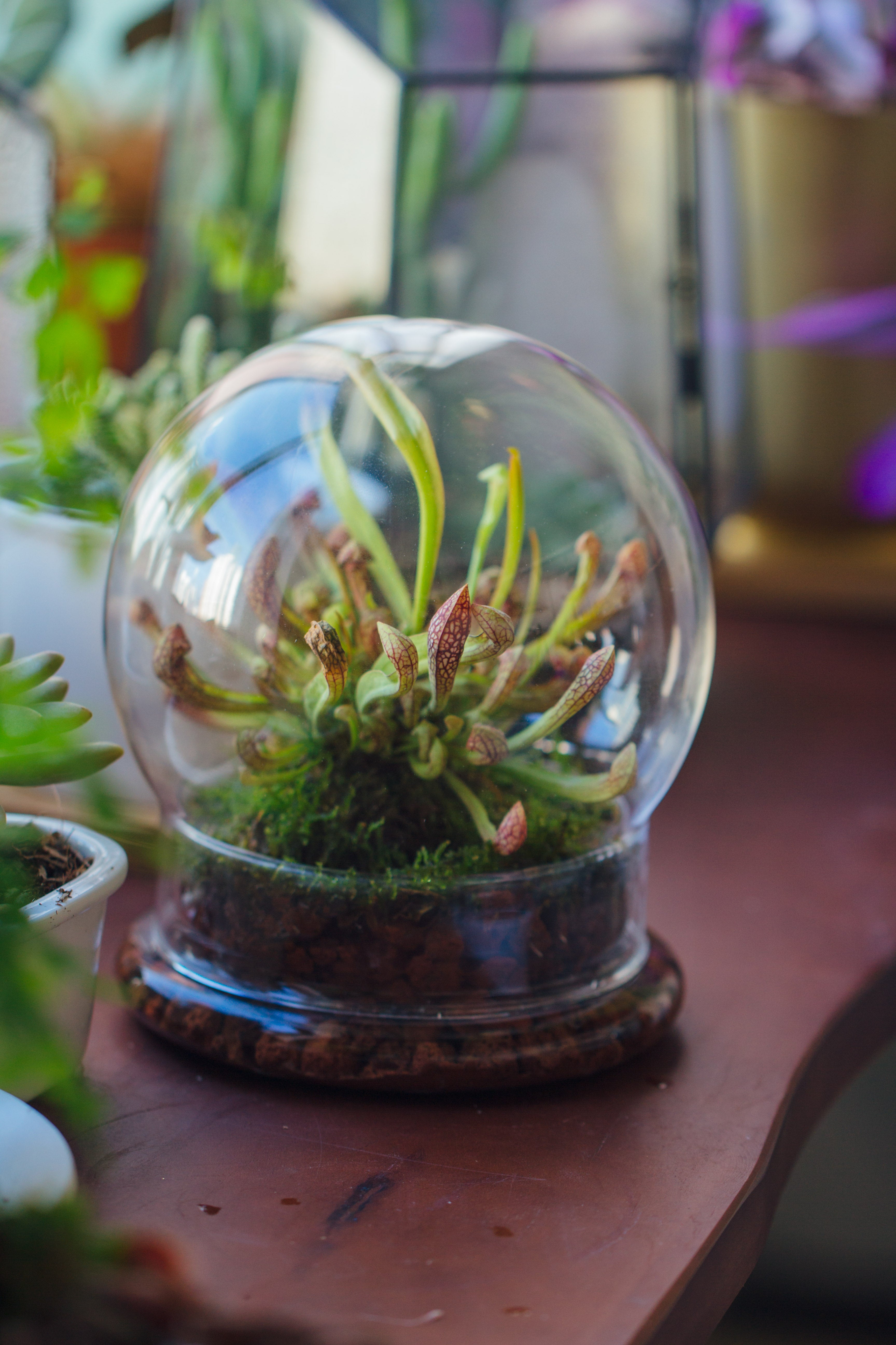 NCYP Decorative Clear Glass Dome with Base - 5.8x7 Inches Glass Cloche Bell Jar for Wedding - Tabletop Display Terrarium for Flower - DIY Keepsake - Centerpiece (Terrarium Only) - NCYPgarden