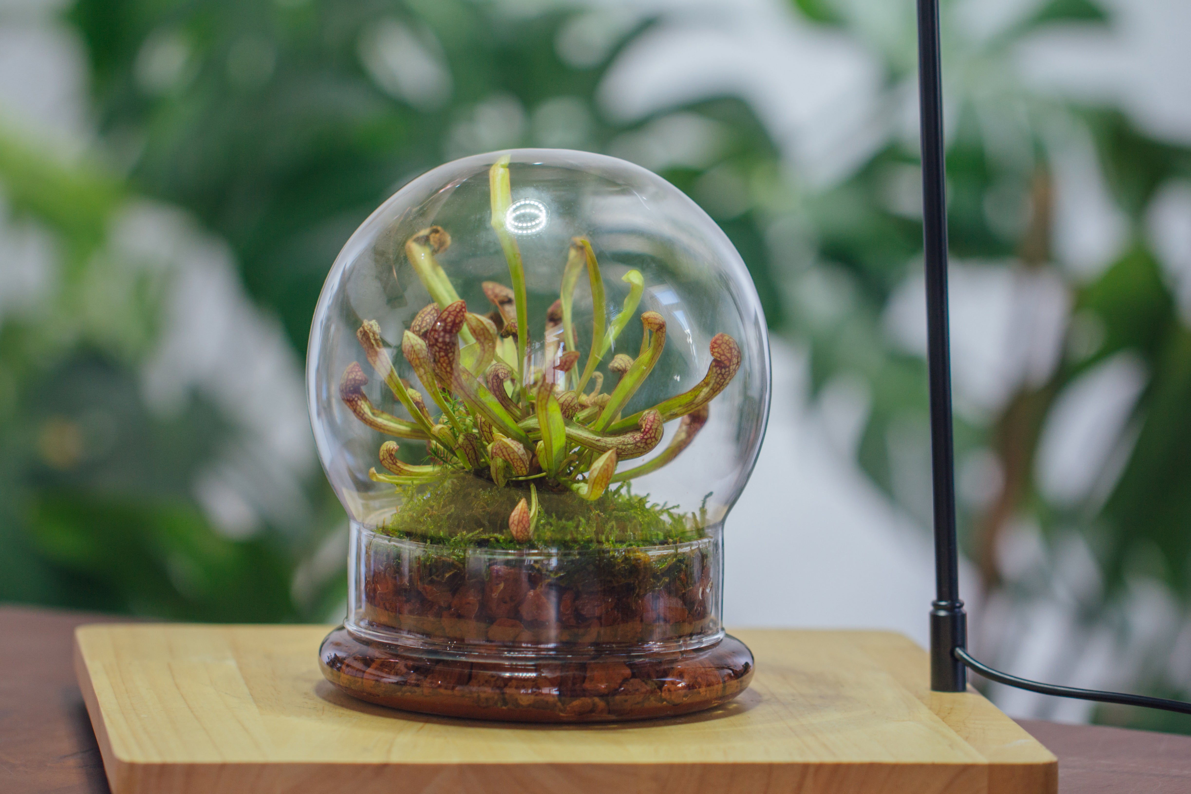 NCYP Decorative Clear Glass Dome with Base - 5.8x7 Inches Glass Cloche Bell Jar for Wedding - Tabletop Display Terrarium for Flower - DIY Keepsake - Centerpiece (Terrarium Only) - NCYPgarden