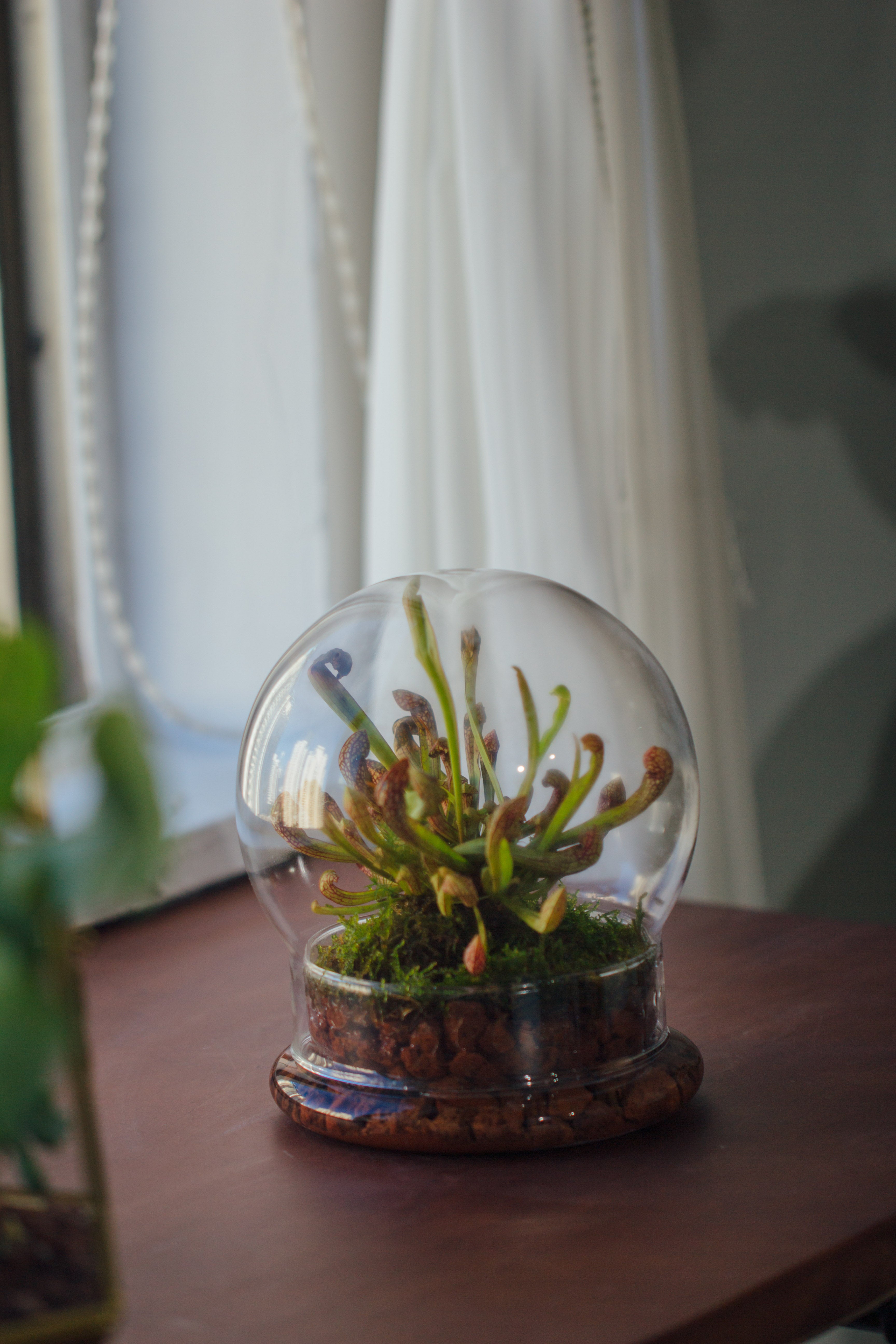 NCYP Decorative Clear Glass Dome with Base - 5.8x7 Inches Glass Cloche Bell Jar for Wedding - Tabletop Display Terrarium for Flower - DIY Keepsake - Centerpiece (Terrarium Only) - NCYPgarden