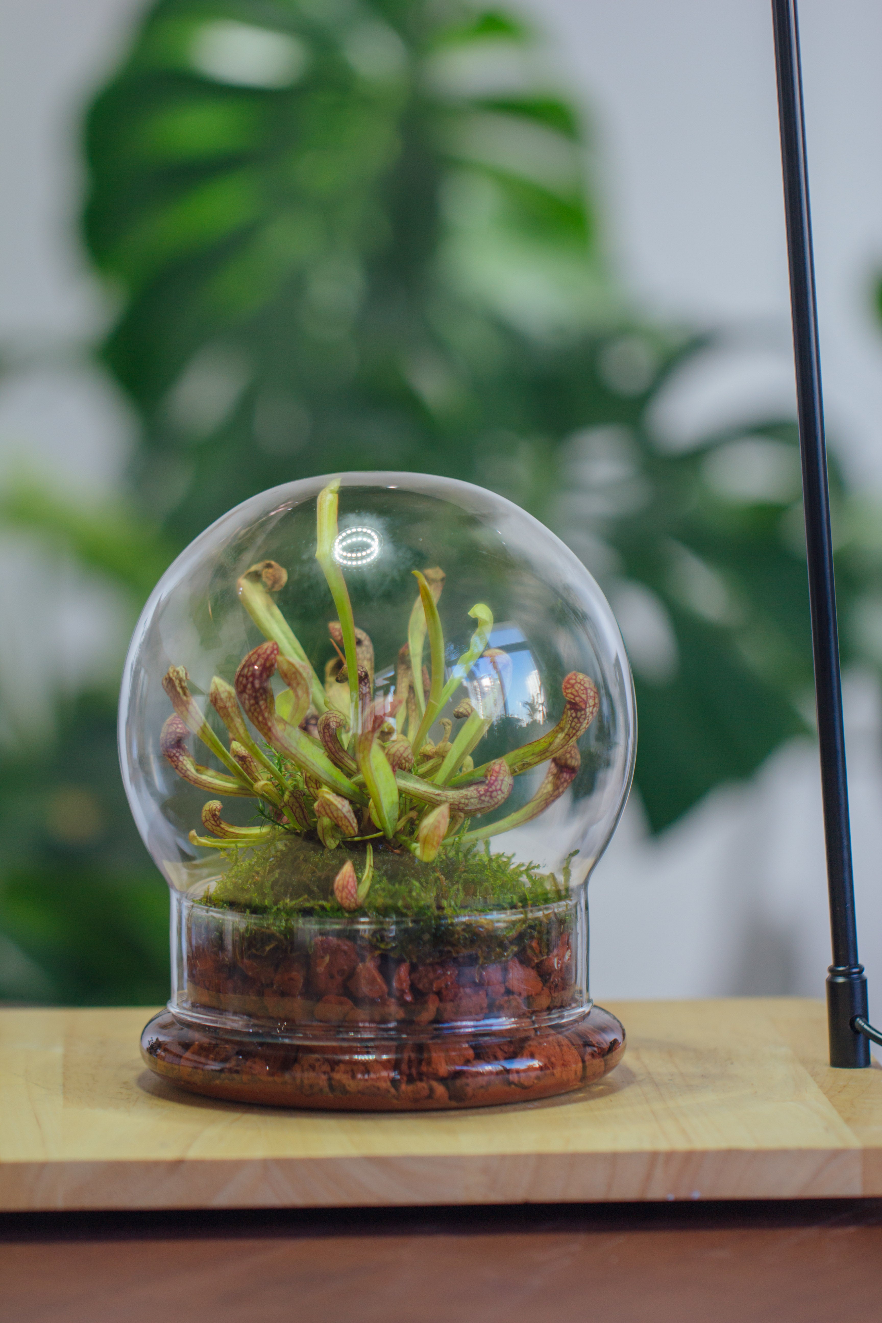 NCYP Decorative Clear Glass Dome with Base - 5.8x7 Inches Glass Cloche Bell Jar for Wedding - Tabletop Display Terrarium for Flower - DIY Keepsake - Centerpiece (Terrarium Only) - NCYPgarden