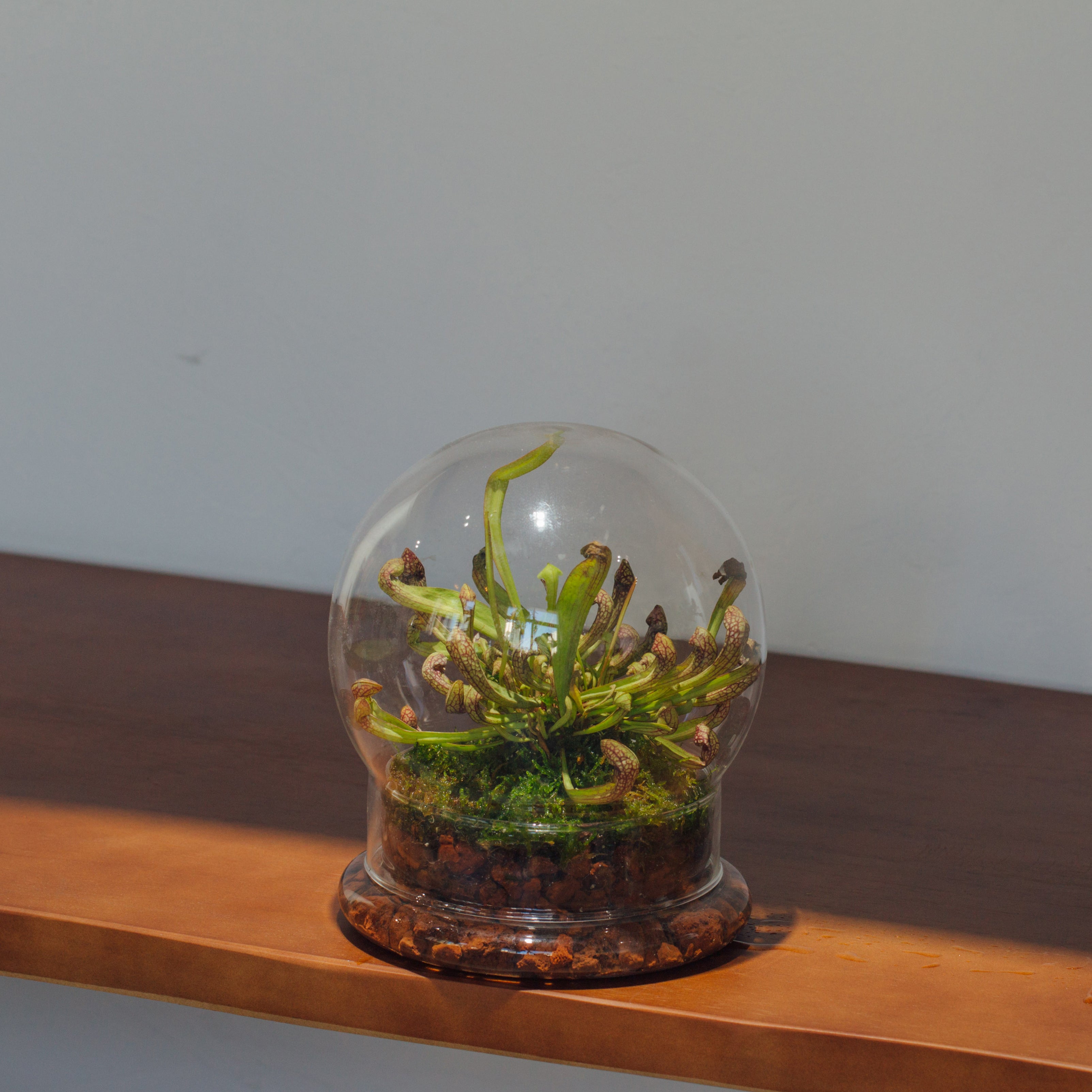 NCYP Decorative Clear Glass Dome with Base - 5.8x7 Inches Glass Cloche Bell Jar for Wedding - Tabletop Display Terrarium for Flower - DIY Keepsake - Centerpiece (Terrarium Only) - NCYPgarden