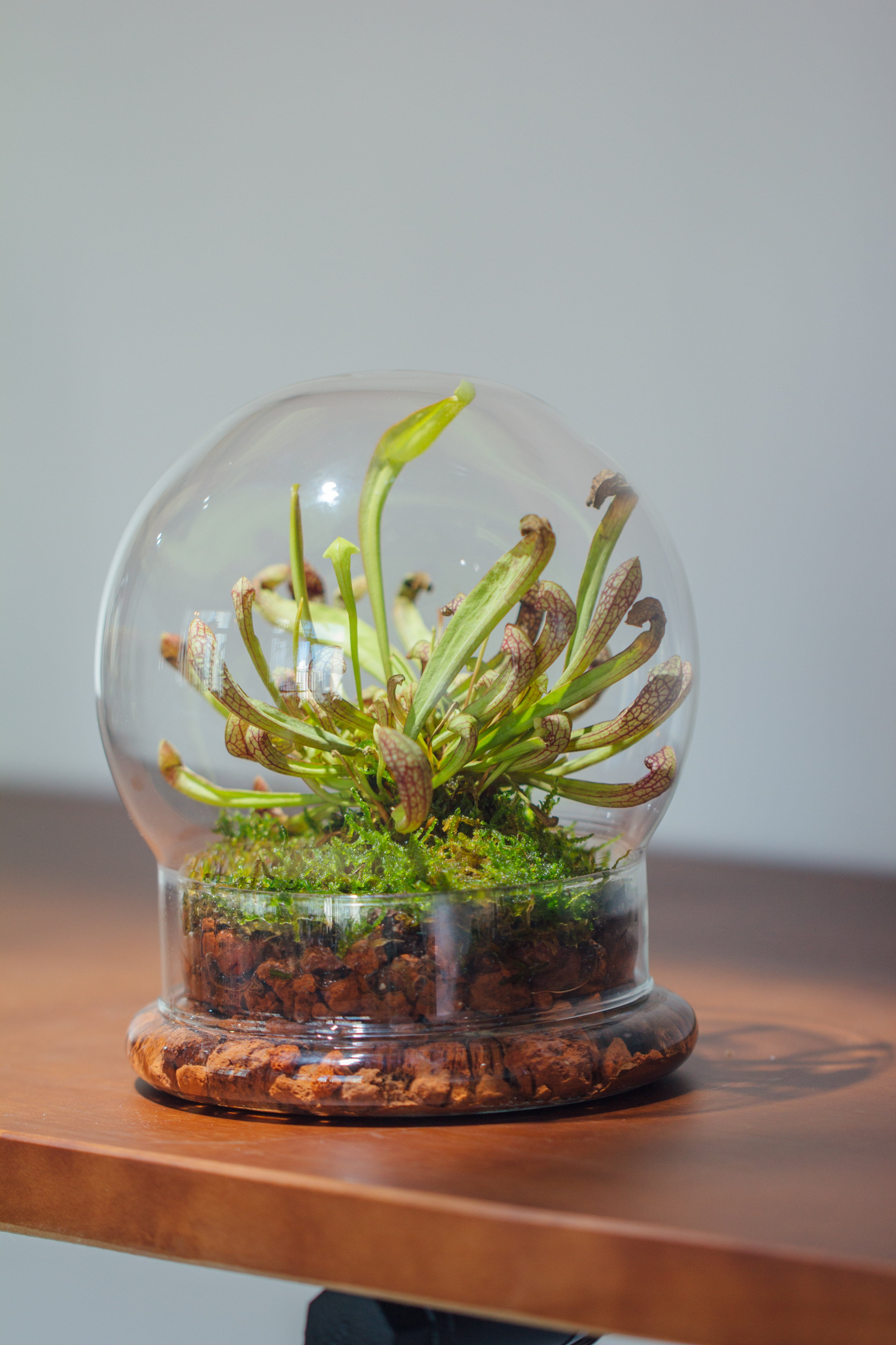 NCYP Decorative Clear Glass Dome with Base - 5.8x7 Inches Glass Cloche Bell Jar for Wedding - Tabletop Display Terrarium for Flower - DIY Keepsake - Centerpiece (Terrarium Only) - NCYPgarden