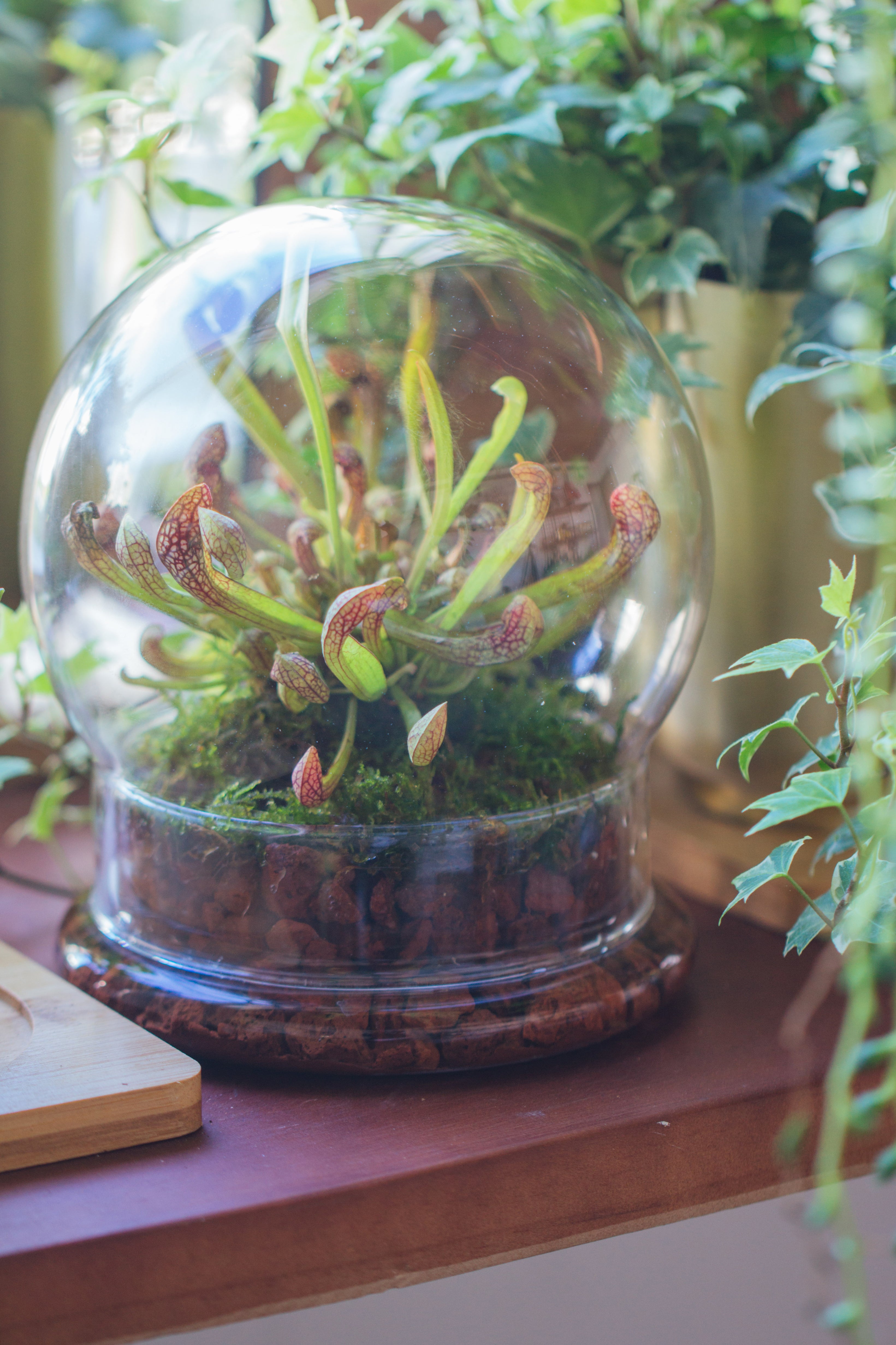 NCYP Decorative Clear Glass Dome with Base - 5.8x7 Inches Glass Cloche Bell Jar for Wedding - Tabletop Display Terrarium for Flower - DIY Keepsake - Centerpiece (Terrarium Only) - NCYPgarden