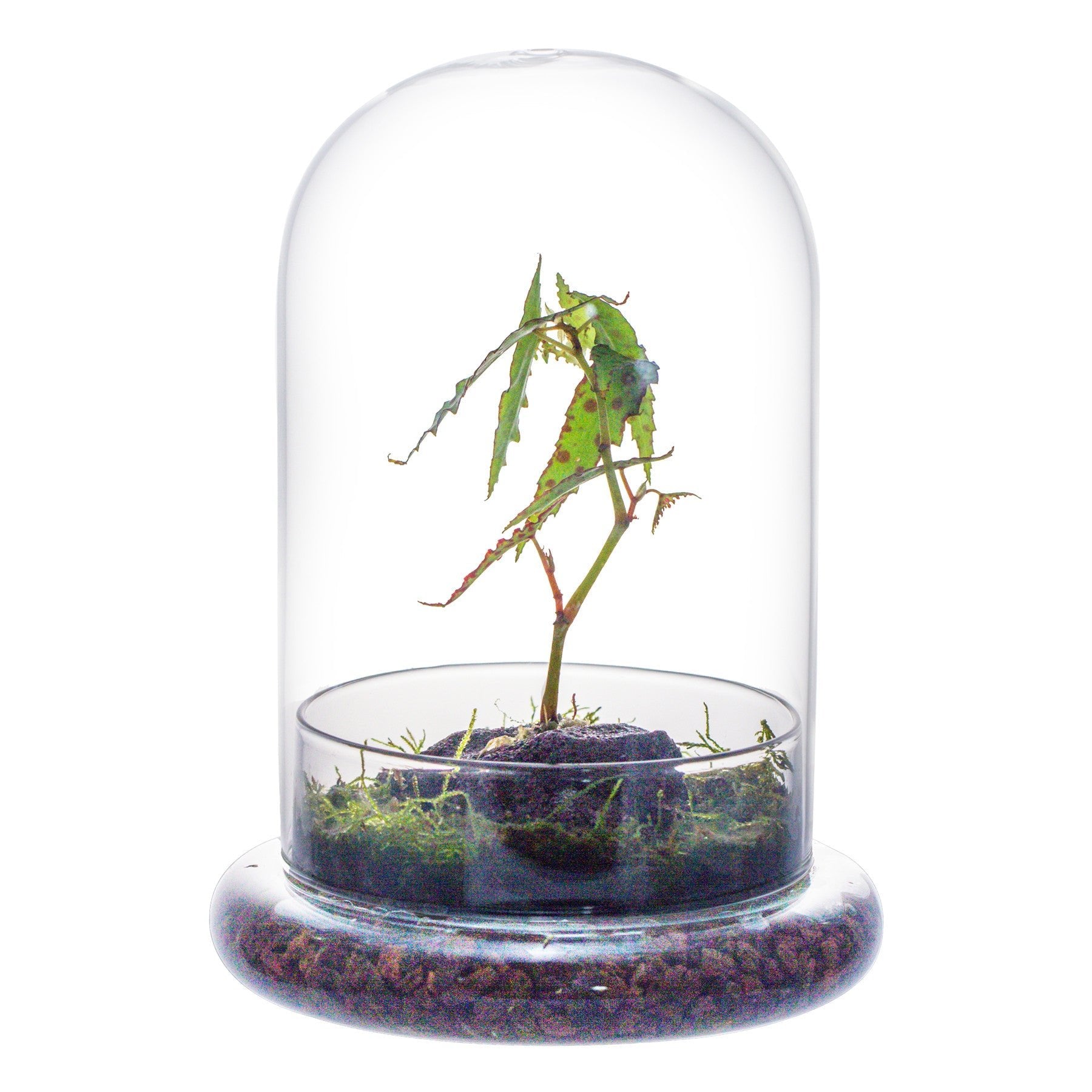 Cloche with Base 20CM Glass dome / Round Head Glass Cloche Dome Cover Terrarium Container with Without Airhole for Venus Flytrap - NCYPgarden