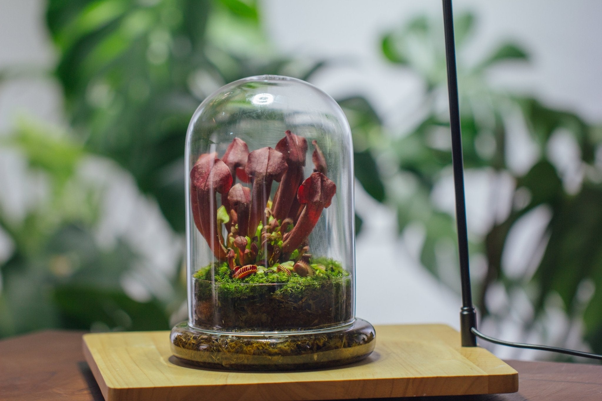 Cloche with Base 20CM Glass dome / Round Head Glass Cloche Dome Cover Terrarium Container with Without Airhole for Venus Flytrap - NCYPgarden