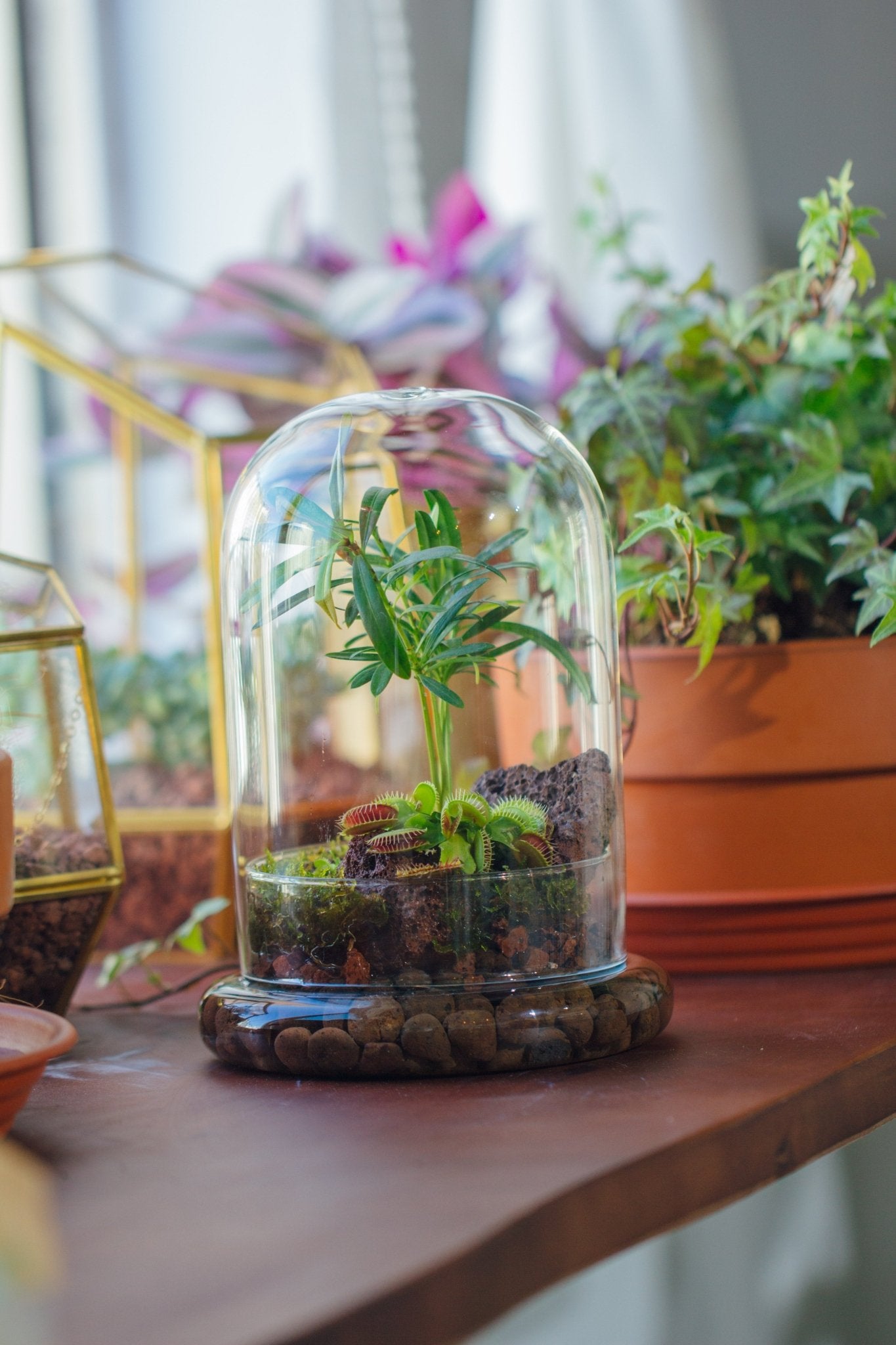 Cloche with Base 20CM Glass dome / Round Head Glass Cloche Dome Cover Terrarium Container with Without Airhole for Venus Flytrap - NCYPgarden