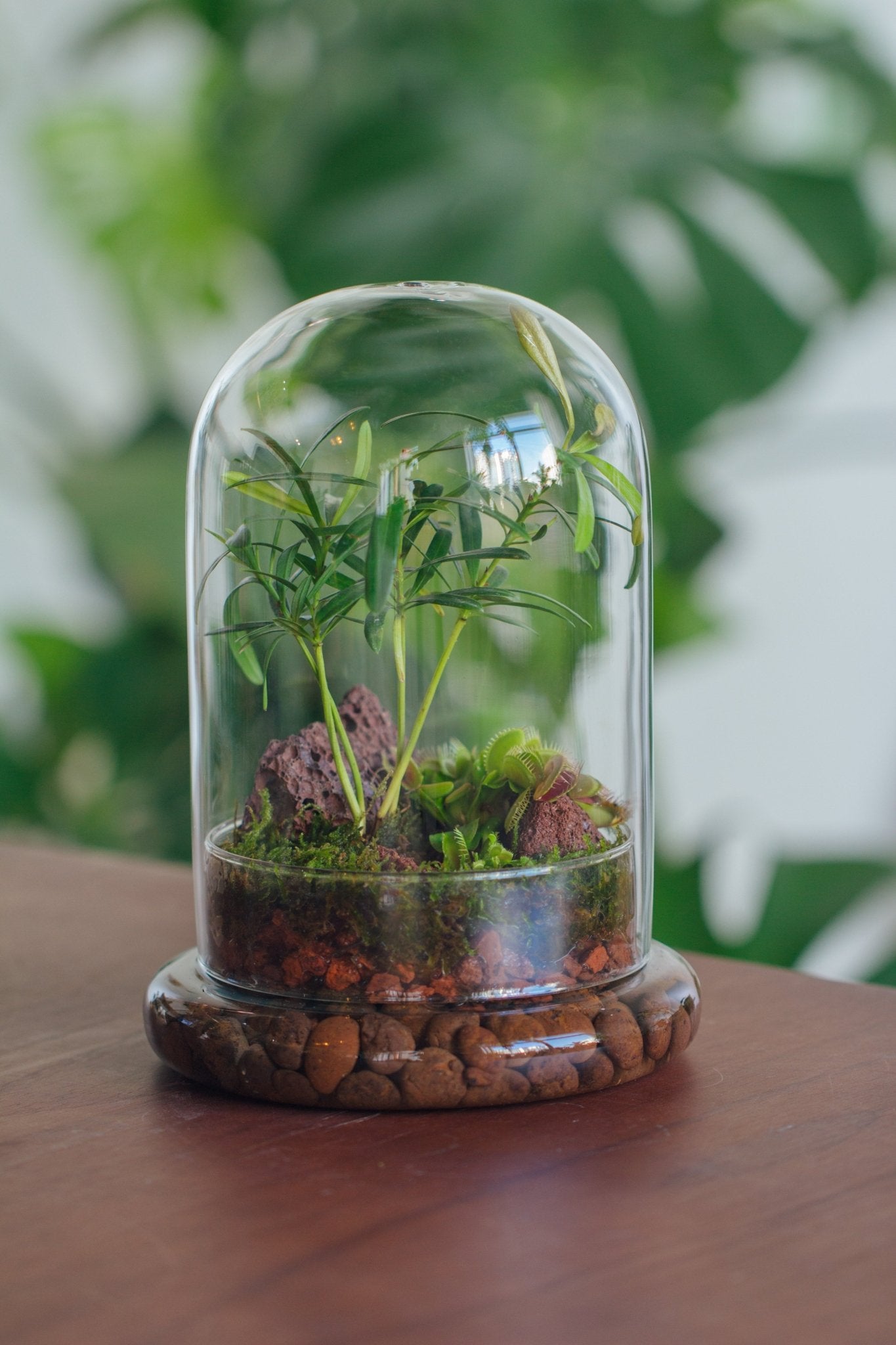 Cloche with Base 20CM Glass dome / Round Head Glass Cloche Dome Cover Terrarium Container with Without Airhole for Venus Flytrap - NCYPgarden