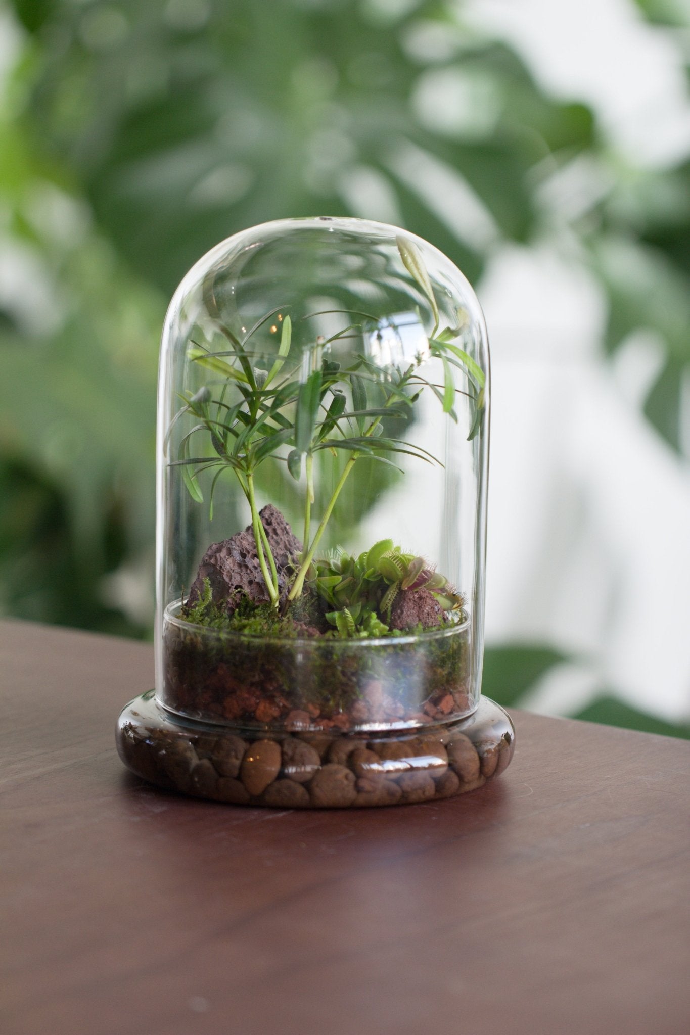 Cloche with Base 20CM Glass dome / Round Head Glass Cloche Dome Cover Terrarium Container with Without Airhole for Venus Flytrap - NCYPgarden