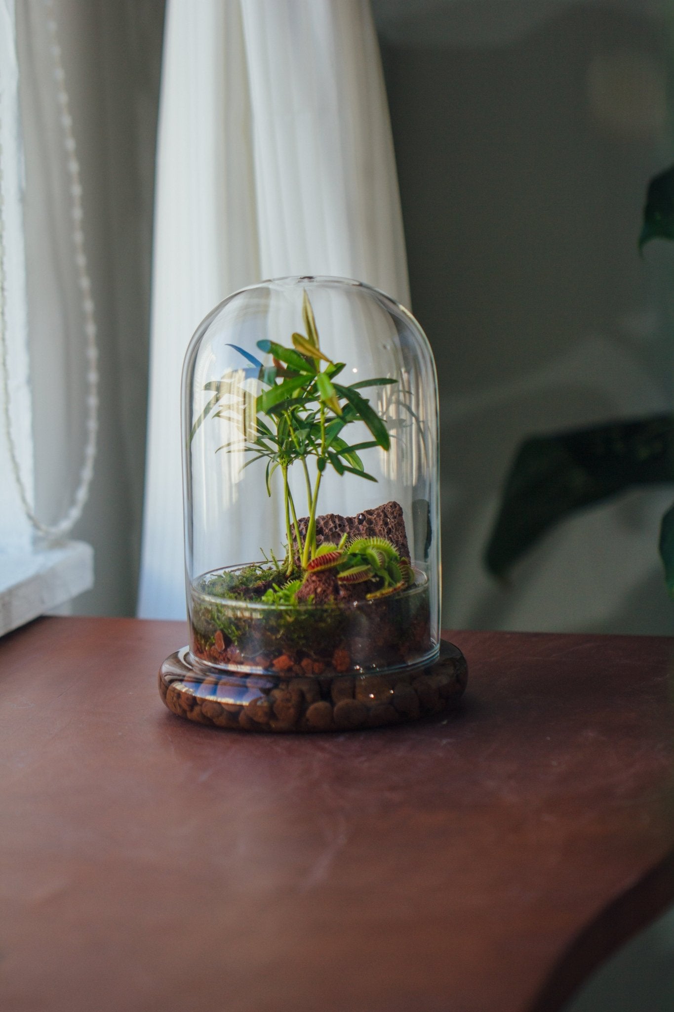 Cloche with Base 20CM Glass dome / Round Head Glass Cloche Dome Cover Terrarium Container with Without Airhole for Venus Flytrap - NCYPgarden