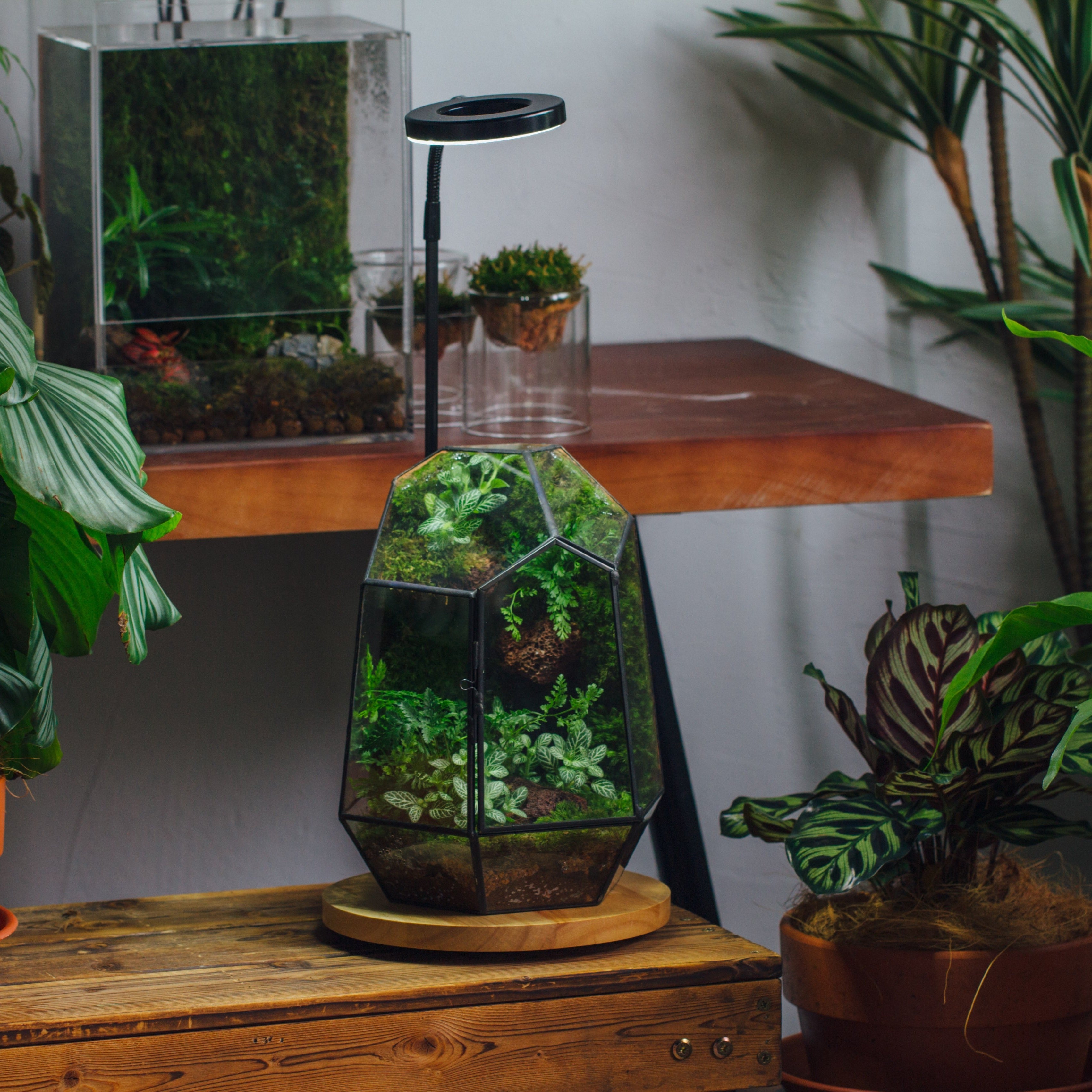 NCYP Customizable Tabletop Natural Wood Round Board LED Grow Display Light Indoor 10W for Terrarium Succulent Fern Bonsai Moss  -30cm - NCYPgarden