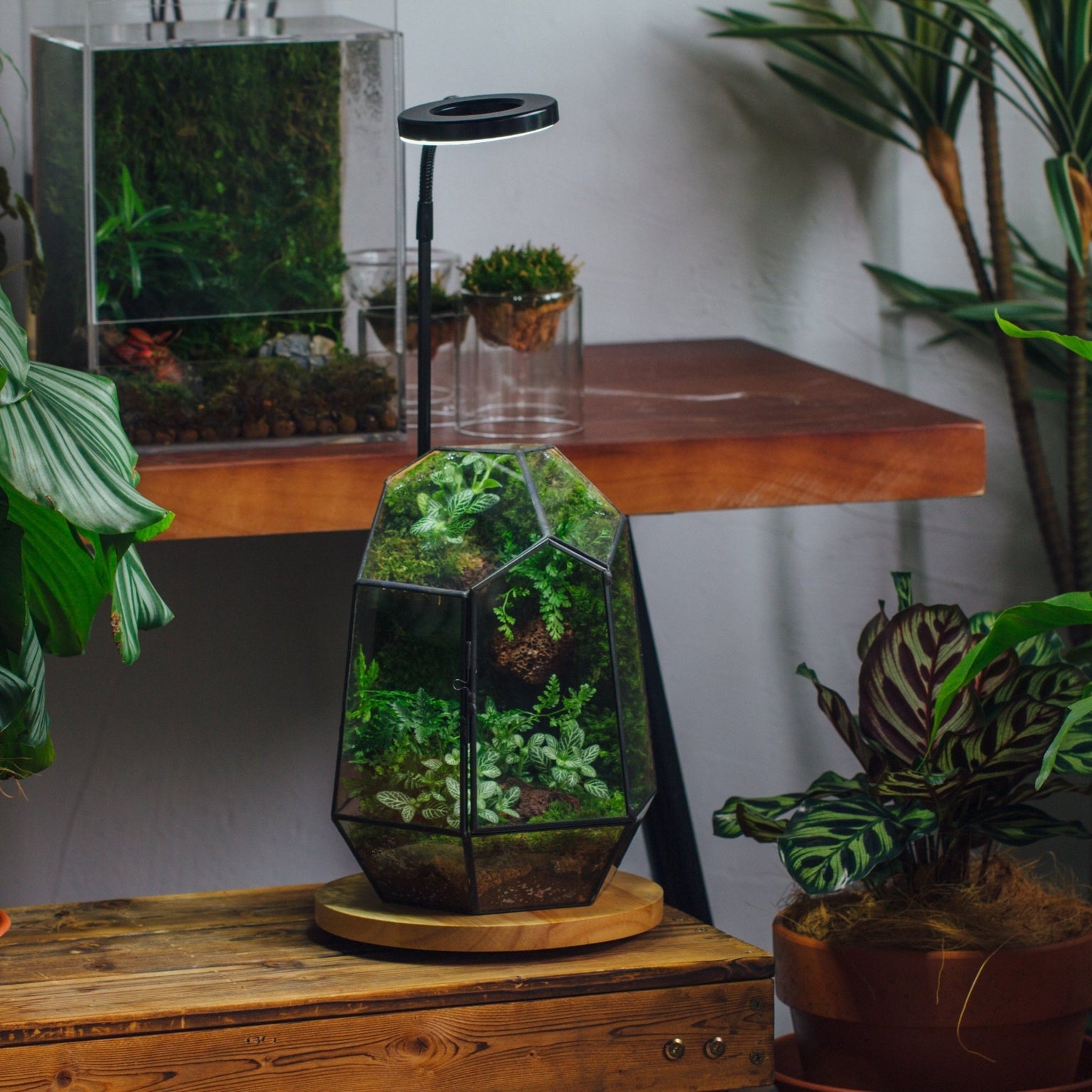 LED Grow Light Set for Terrarium — NCYPgarden