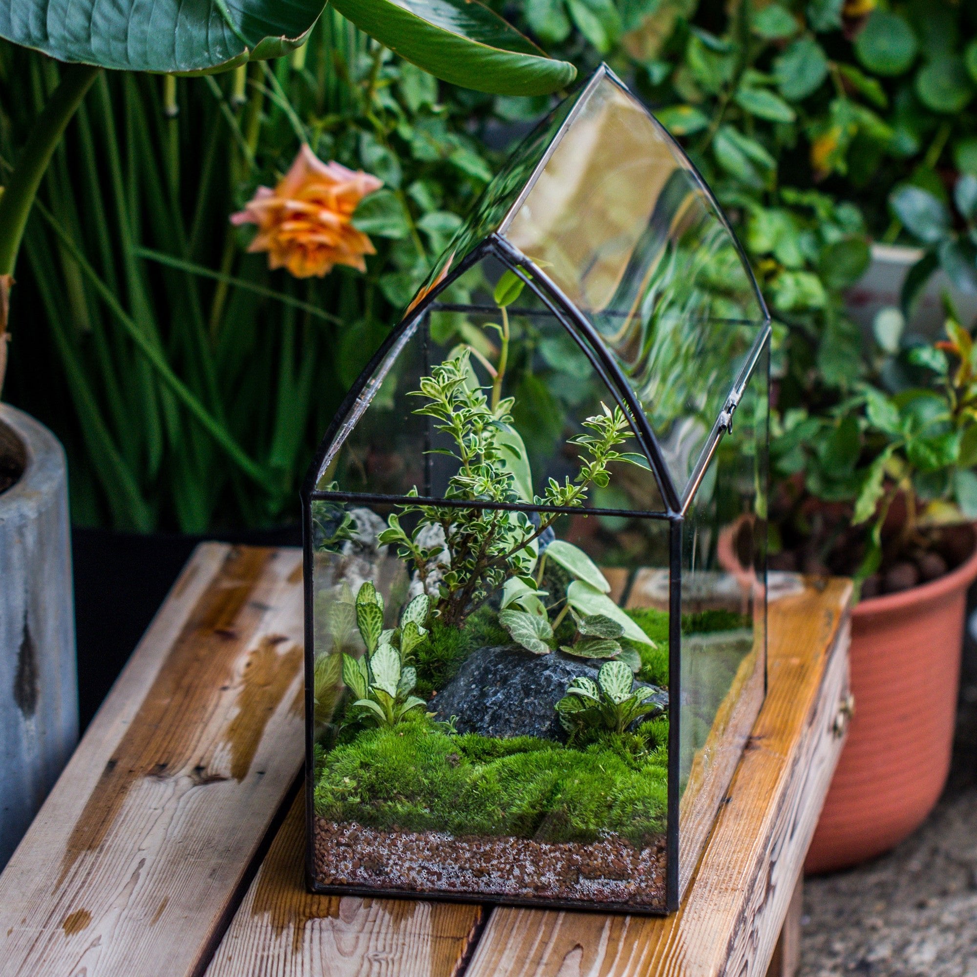 where to buy closed terrarium plants Handmade Unique Closed Terrarium with Arched Roof