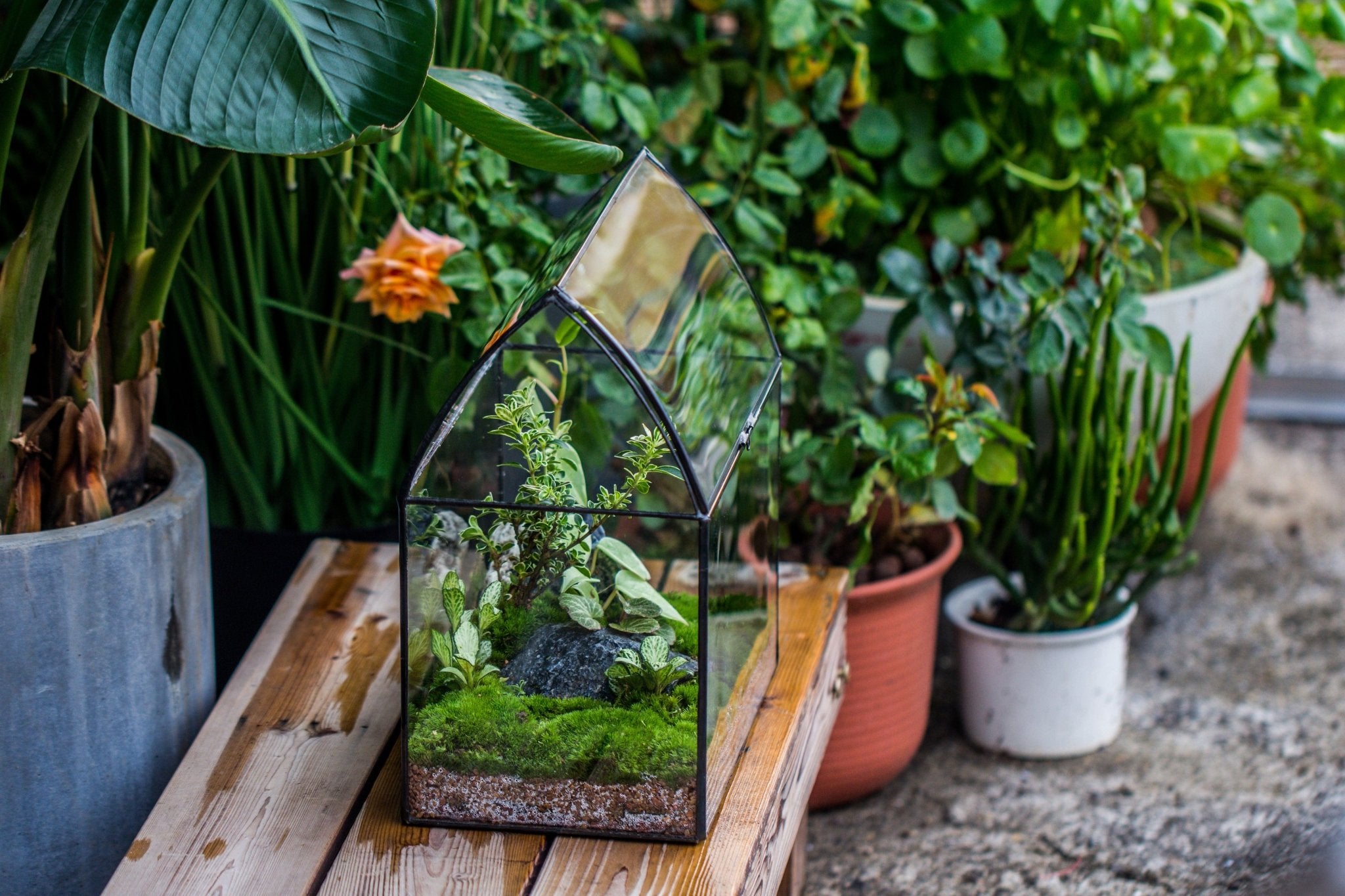 miniature plants for closed terrariums Handmade Unique Closed Terrarium with Arched Roof | HouseShape Closed Planter for Tropical Plants, Moss