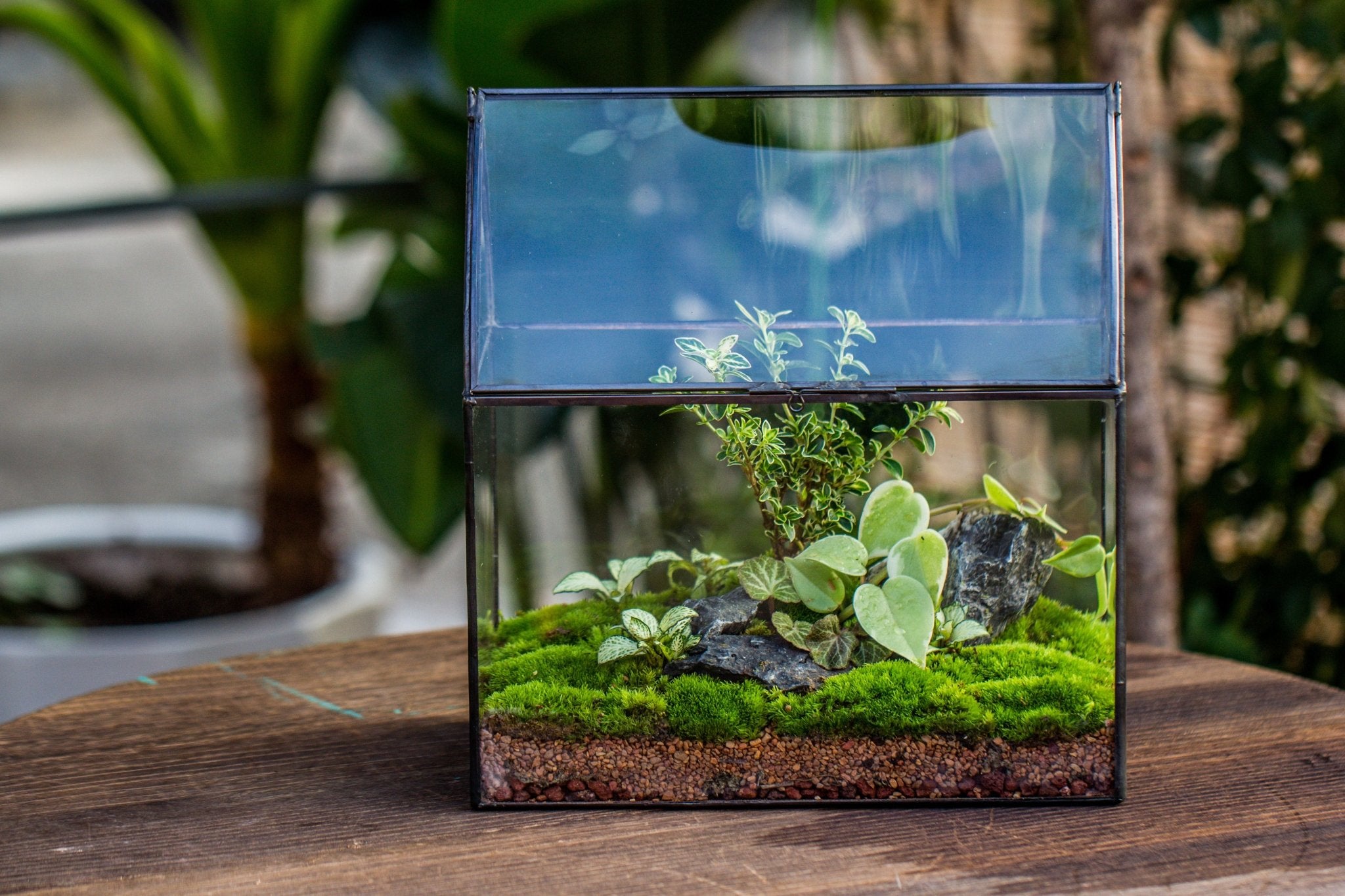 mini tropical plants for terrariums Handmade Unique Closed Terrarium with Arched Roof | HouseShape Closed Planter for Tropical Plants, Moss