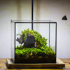 8" Cube NCYP BasicClose Geometric Glass Tin Terrarium, Planter  for Moss Wall, Fern, Landscape,  No plants - NCYPgarden