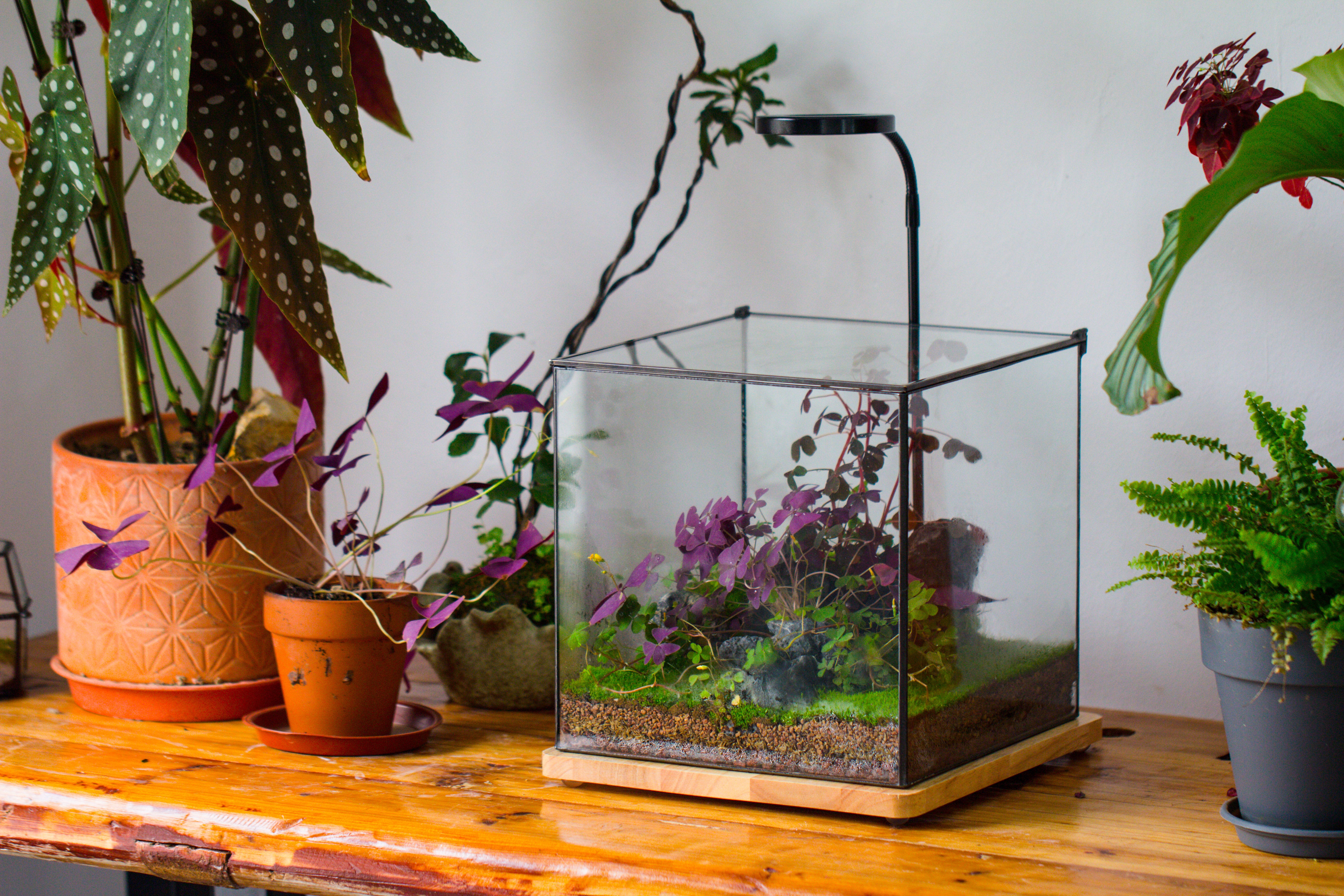 Handmade 8x8x10'' Cube Closed Geometric Glass Tin Terrarium with LED Grow Light Set - NCYPgarden