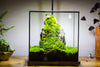 10" Cube Close Geometric Glass Tin Terrarium, Planter  for Moss Wall, Fern, Landscape No plants - NCYPgarden