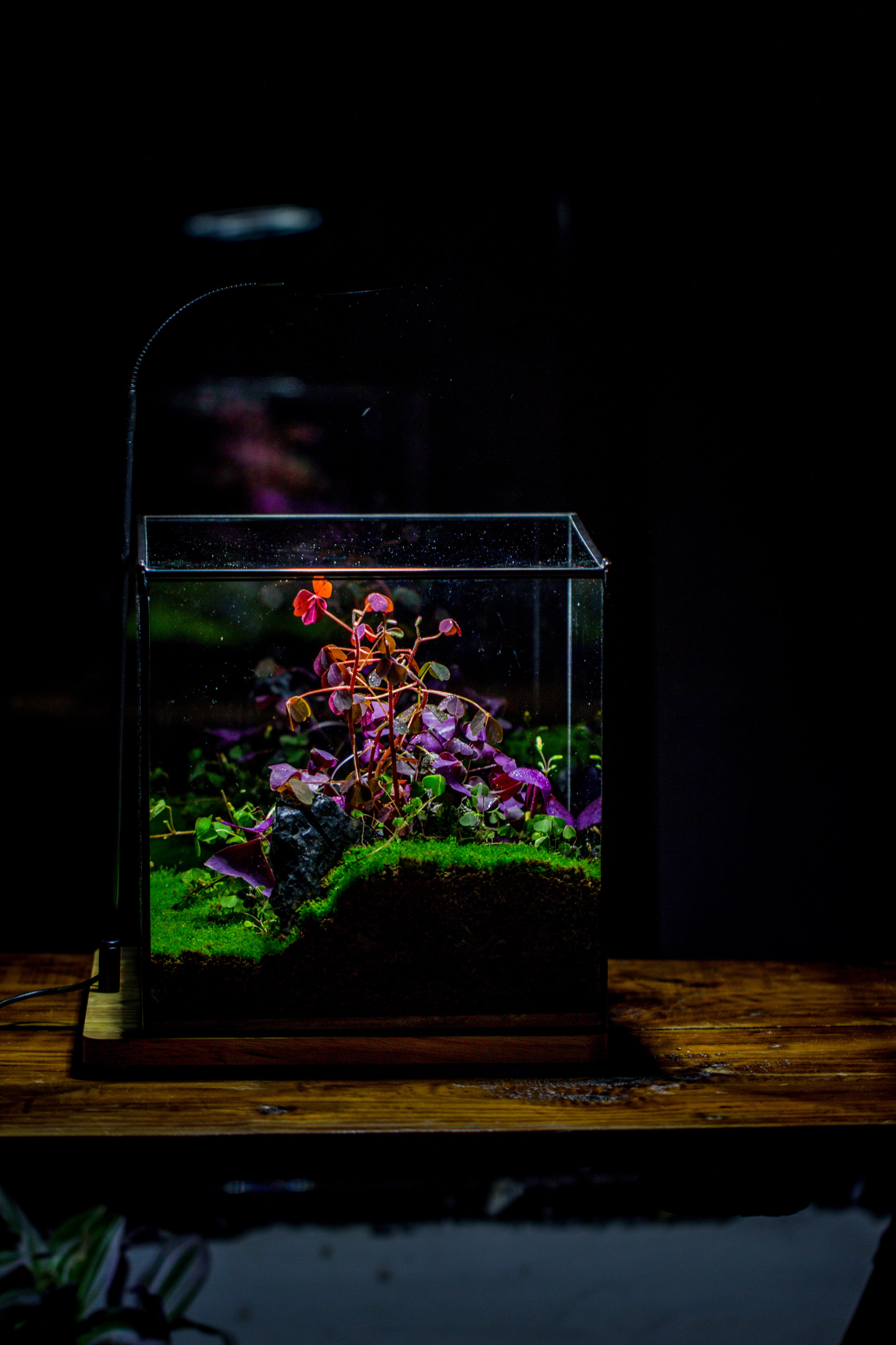 Handmade 8x8x10'' Cube Closed Geometric Glass Tin Terrarium with LED Grow Light Set - NCYPgarden