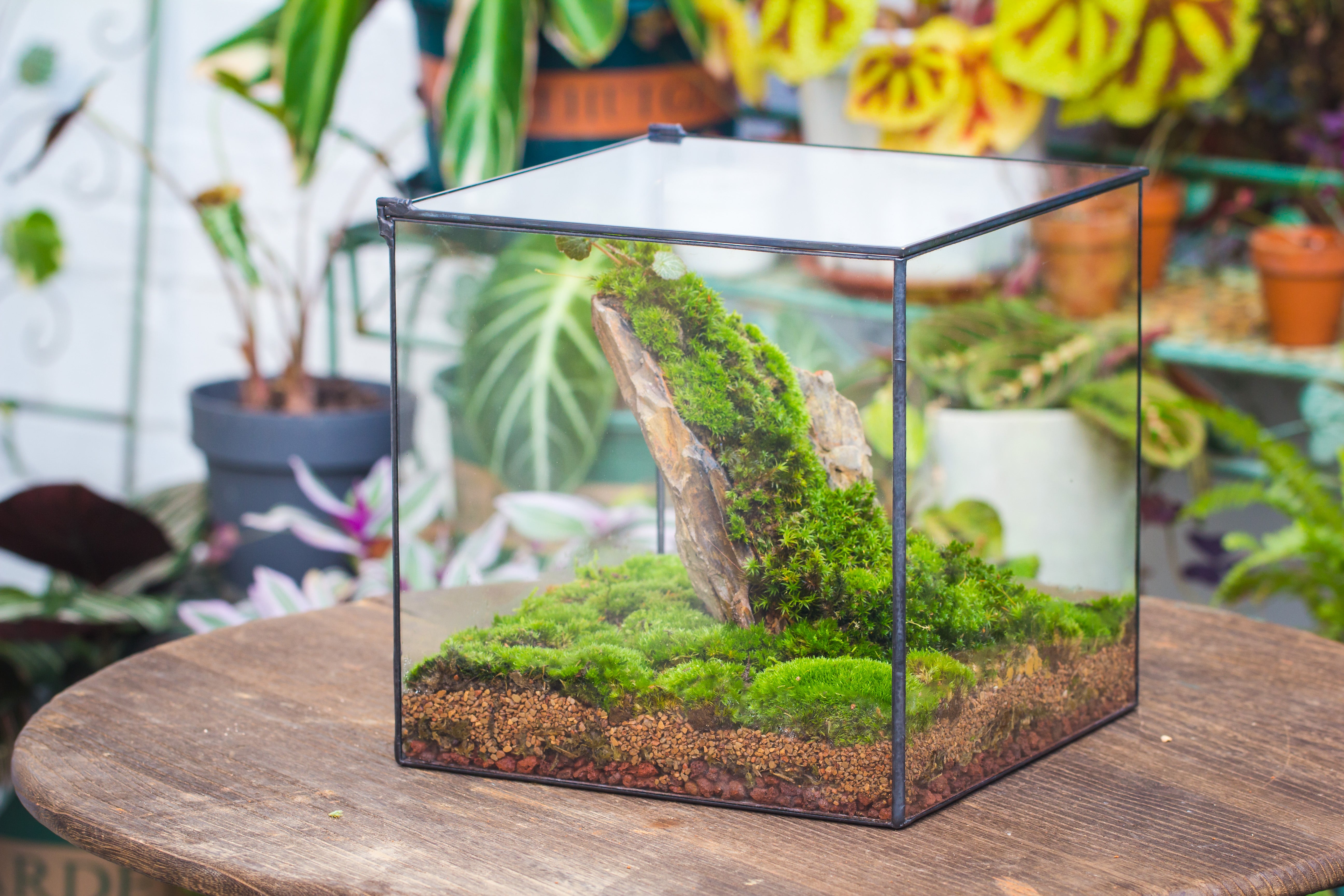 Handmade 8x8x10'' Cube Closed Geometric Glass Tin Terrarium with LED Grow Light Set - NCYPgarden