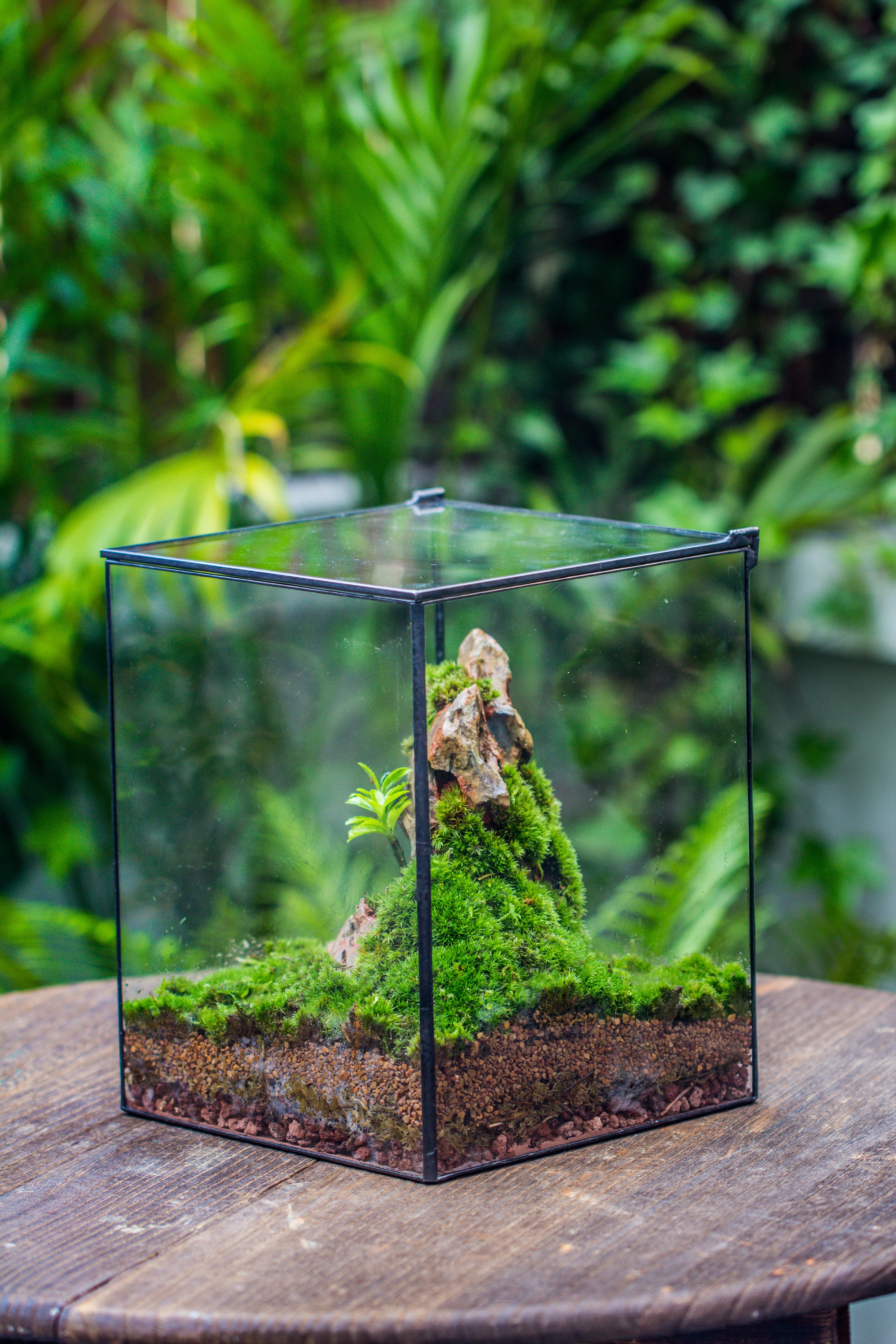 8x8x10" NCYP Basic Rectangle Close Geometric Glass Tin Terrarium, Planter for Moss Wall, Fern, Landscape, No plants - NCYPgarden