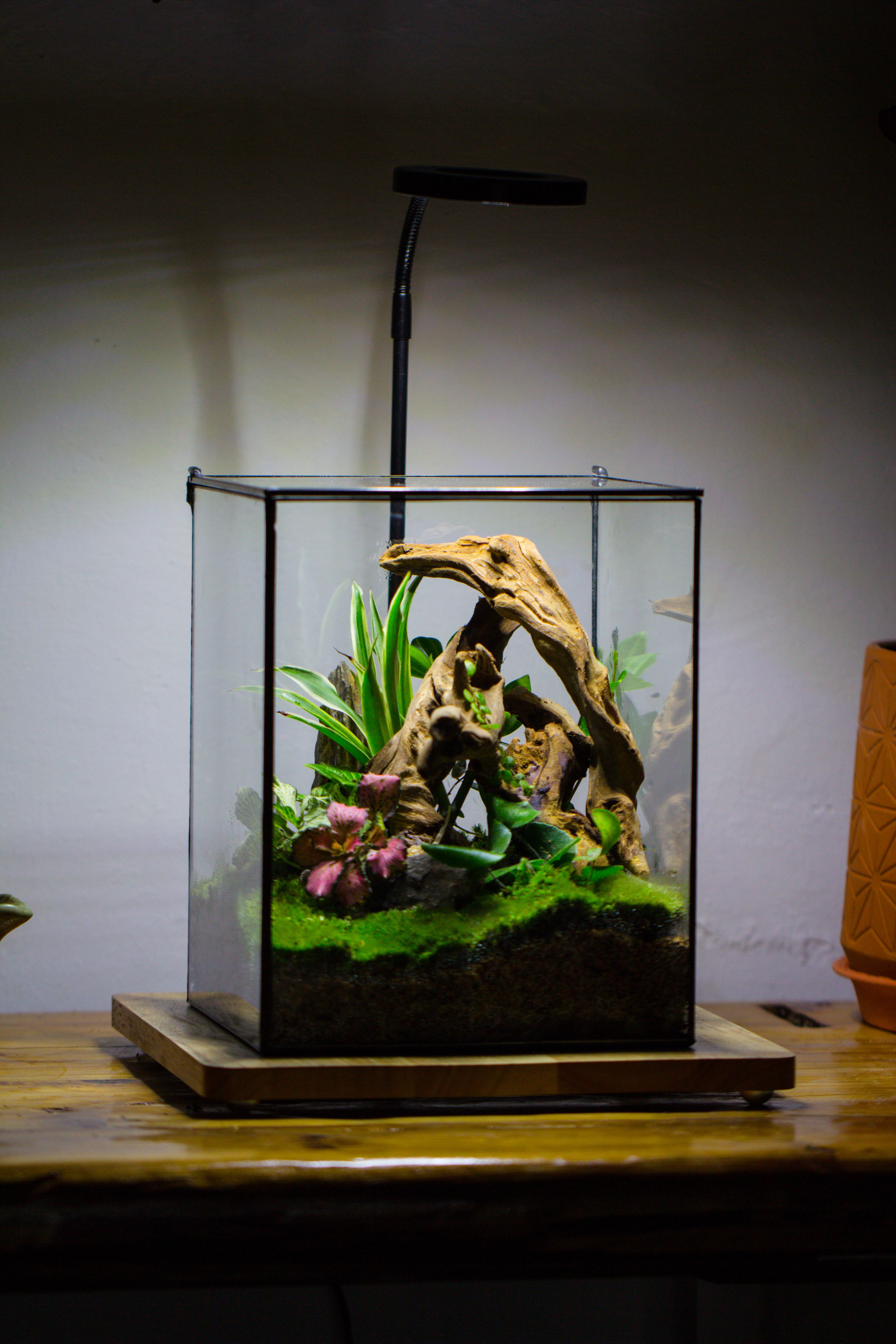 Handmade 8x8x10'' Cube Closed Geometric Glass Tin Terrarium with LED Grow Light Set - NCYPgarden