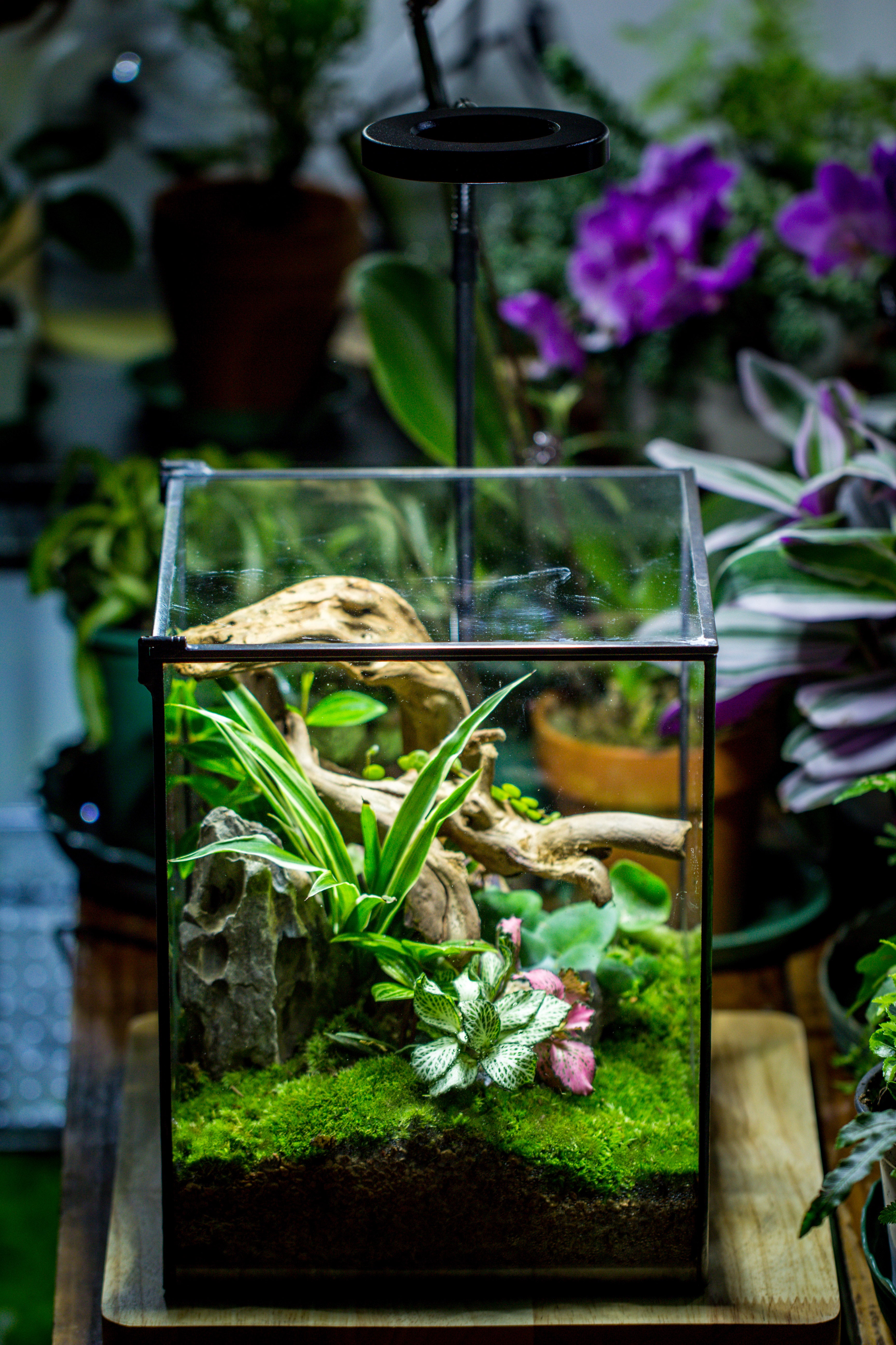 Handmade 8x8x10'' Cube Closed Geometric Glass Tin Terrarium with LED Grow Light Set - NCYPgarden