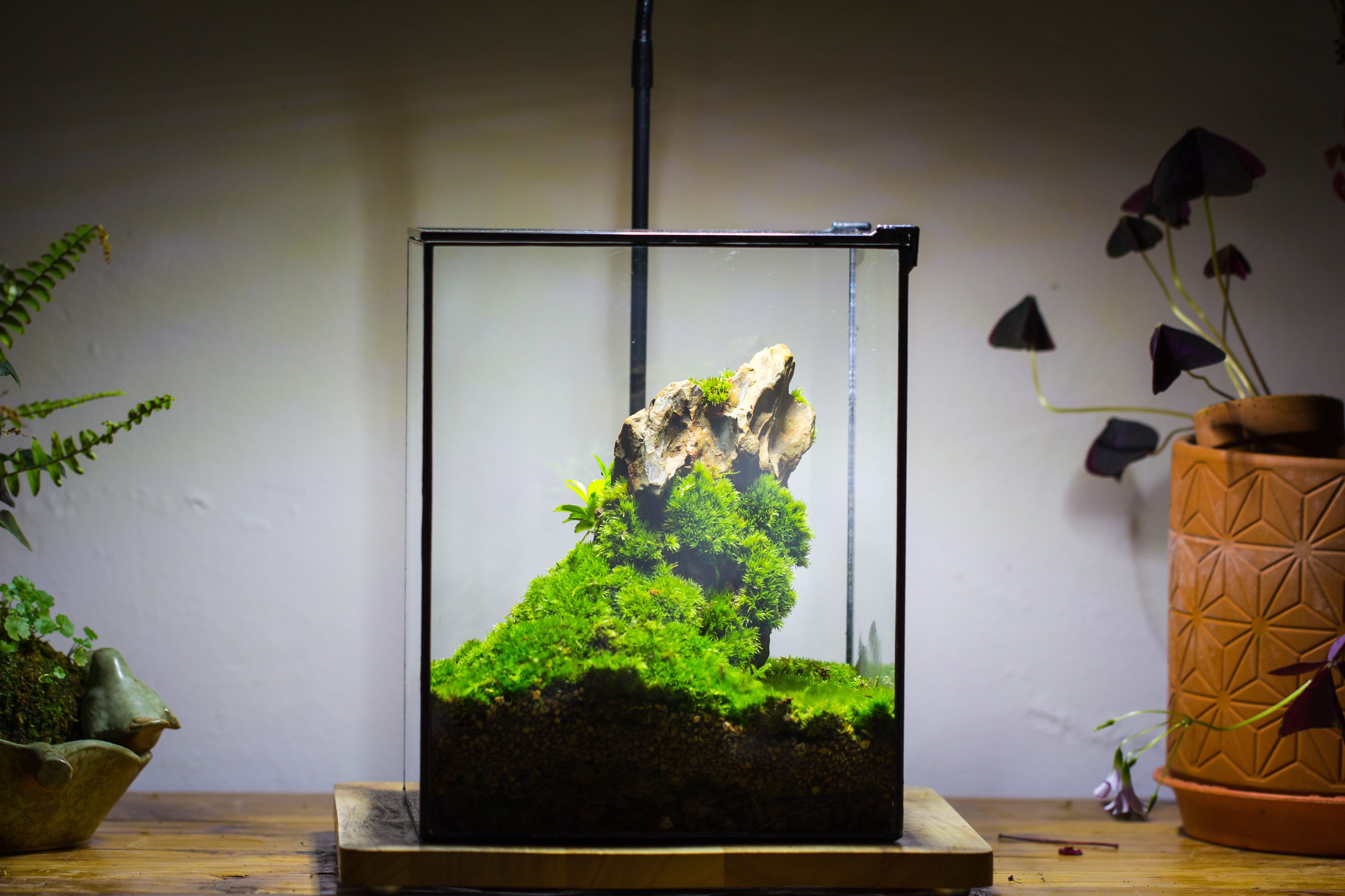 8x8x10" NCYP Basic Rectangle Close Geometric Glass Tin Terrarium, Planter for Moss Wall, Fern, Landscape, No plants - NCYPgarden