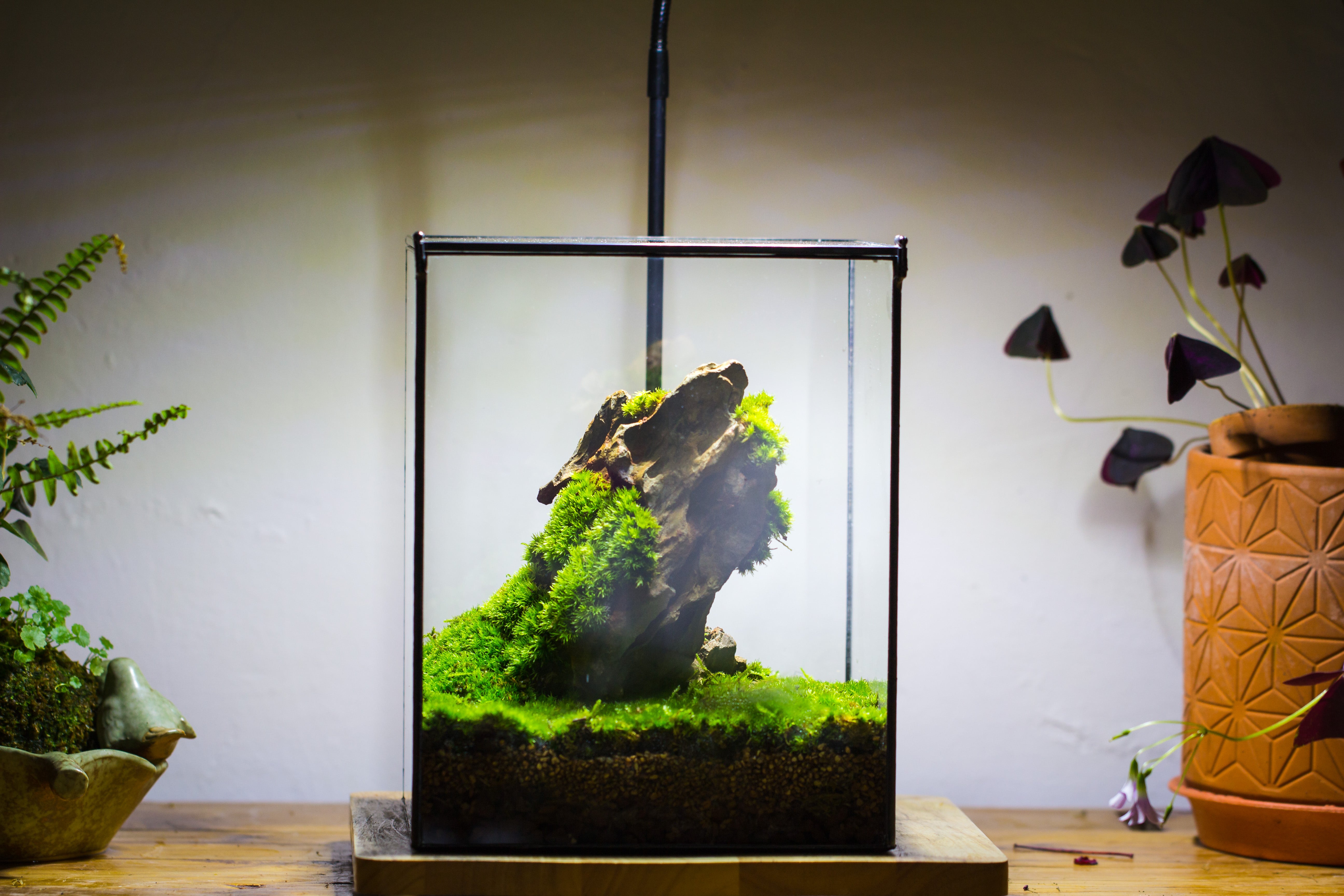 8x8x10" NCYP Basic Rectangle Close Geometric Glass Tin Terrarium, Planter for Moss Wall, Fern, Landscape, No plants - NCYPgarden