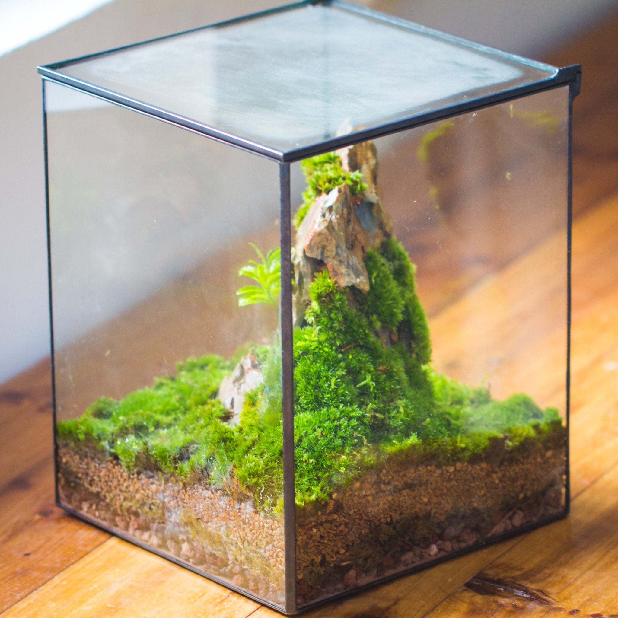 planter til terrarium NCYP Basic Rectangle Close Geometric Glass Tin Terrarium, Planter Multiple Size for Moss Wall, Fern, Landscape Multiple size, No plants 8x8x10 inches