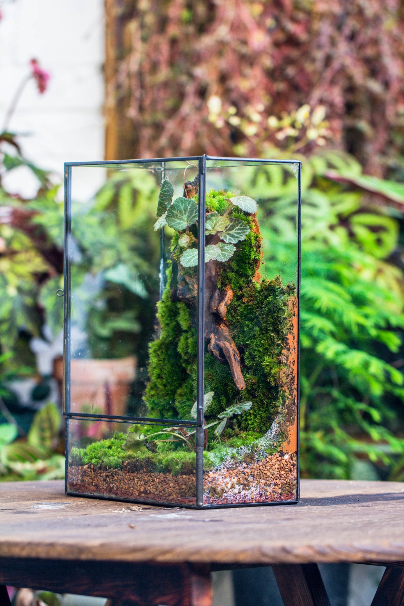where to buy plants for a terrarium 8x12" Close Geometric Glass Terrarium with Door, Tin Sealed Rectangle Tall Planter for Moss Wall, Fern, Landscape multiple size, No plants
