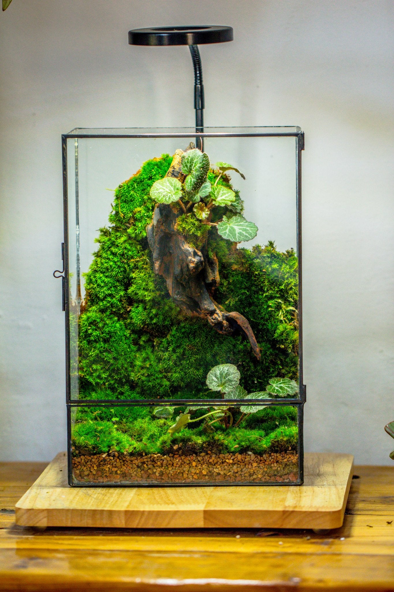 terrarium setup for plants 8x12" Close Geometric Glass Terrarium with Door, Tin Sealed Rectangle Tall Planter for Moss Wall, Fern, Landscape multiple size, No plants