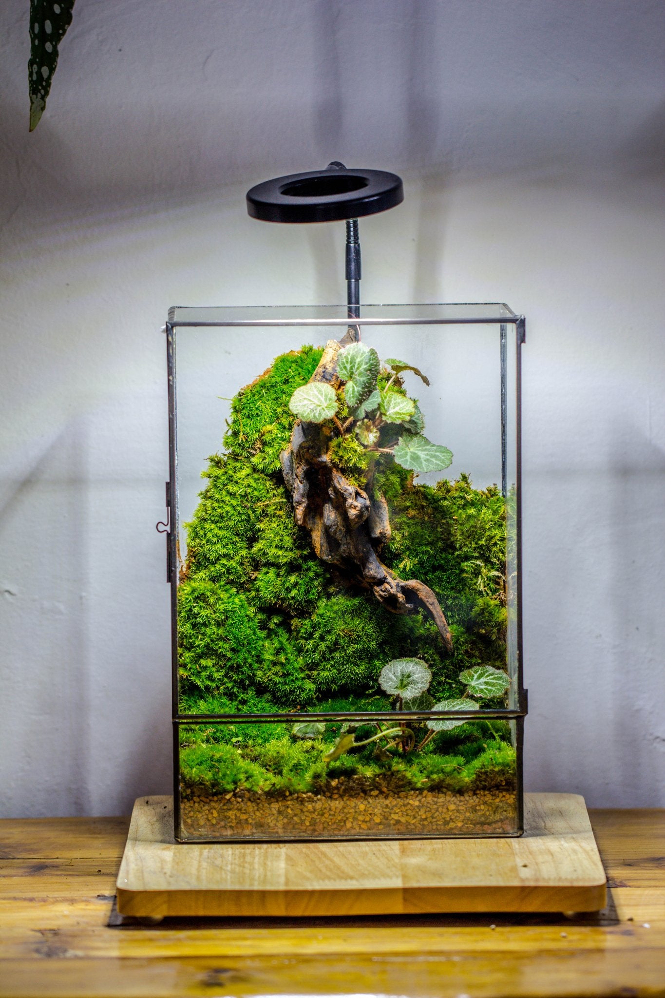 terrarium.plants 8x12" Close Geometric Glass Terrarium with Door, Tin Sealed Rectangle Tall Planter for Moss Wall, Fern, Landscape multiple size, No plants