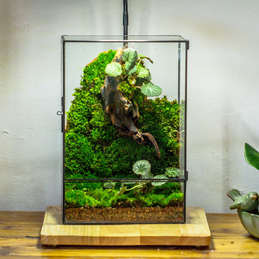8x12" Close Geometric Glass Terrarium with Door, Tin Sealed Rectangle Tall Planter for Moss Wall, Fern, Landscape multiple size, No plants - NCYPgarden