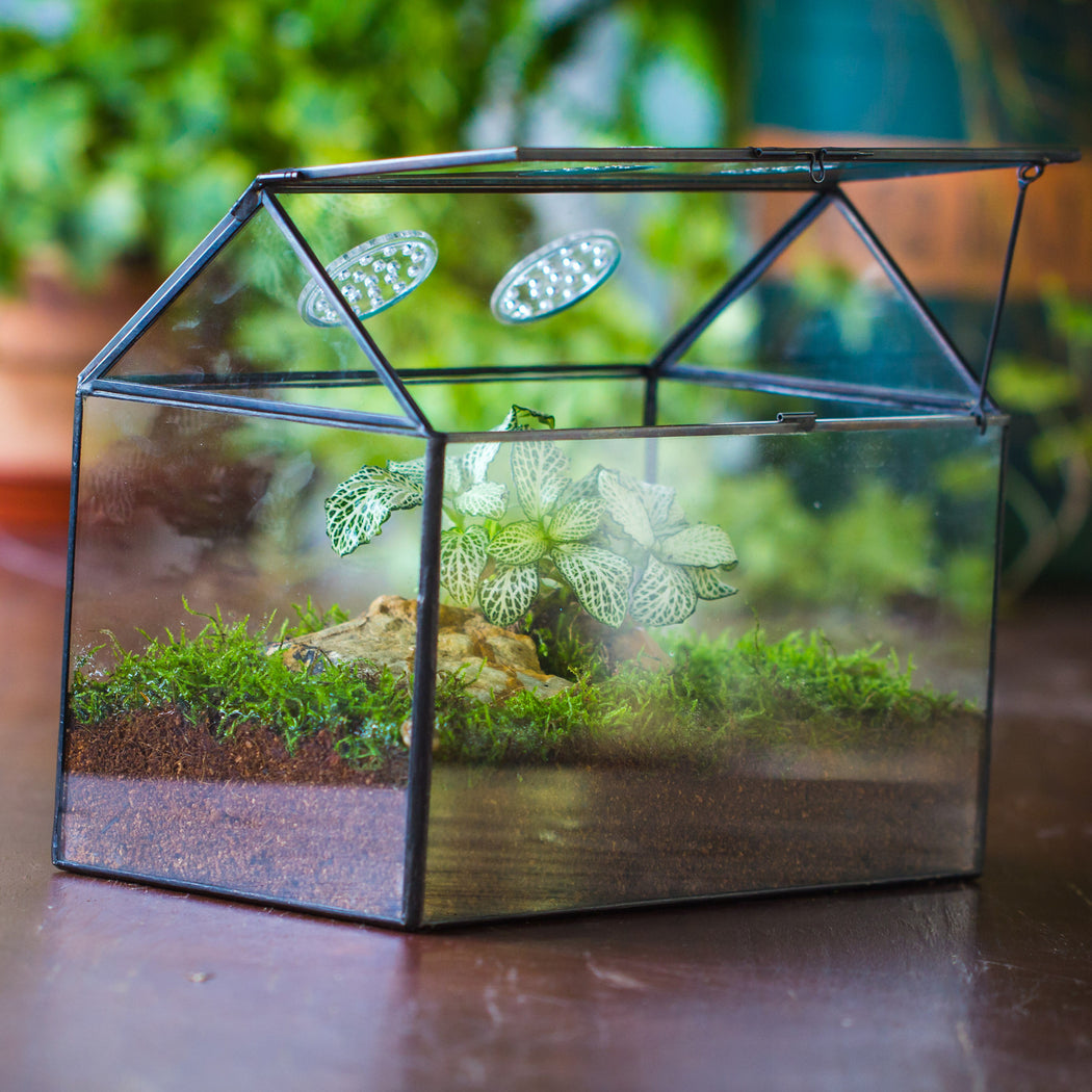  NCYP House Shape Glass Terrarium with Acrylic Lid